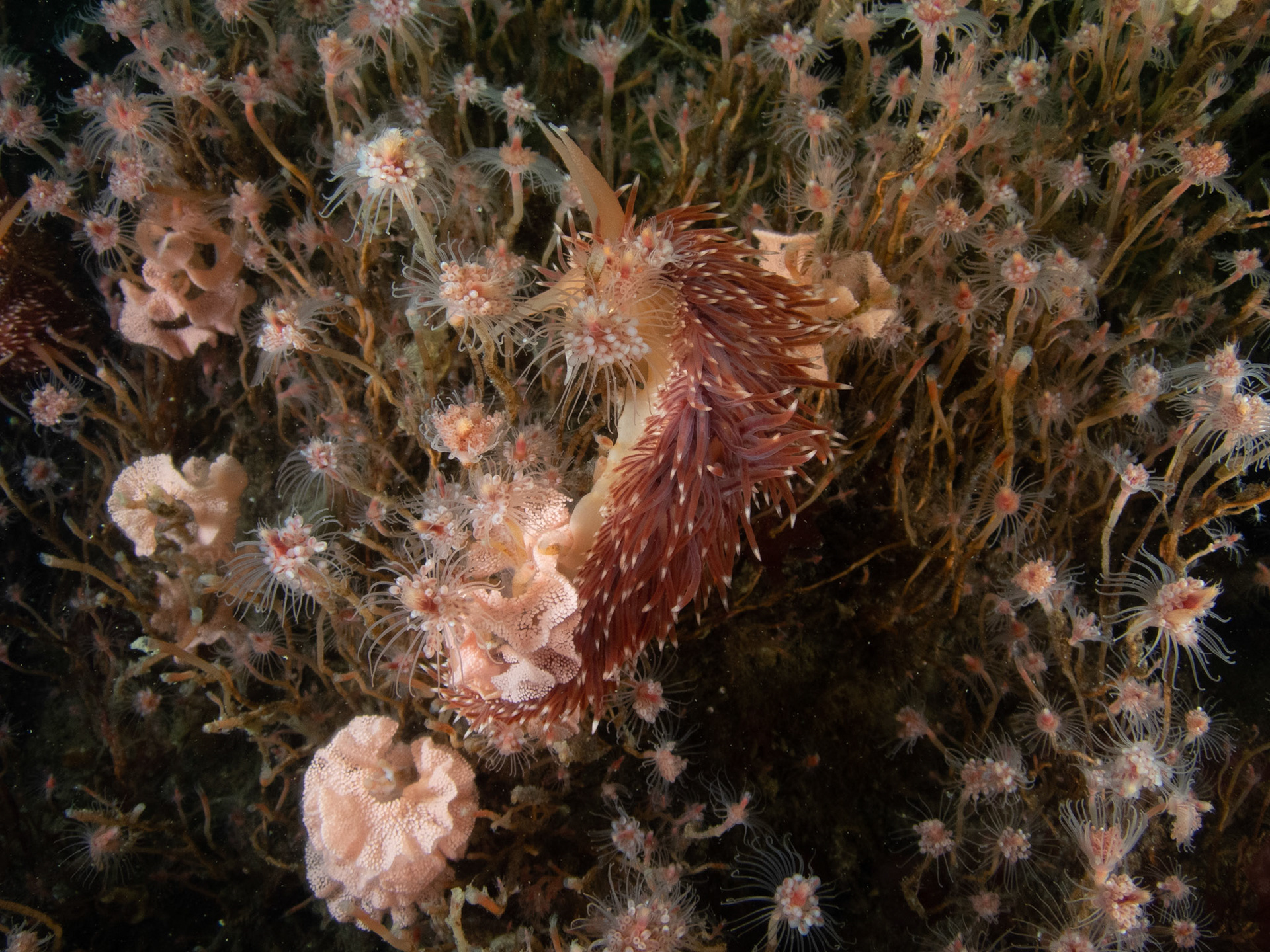 Flabellina verrilli laying a huge pile of eggs