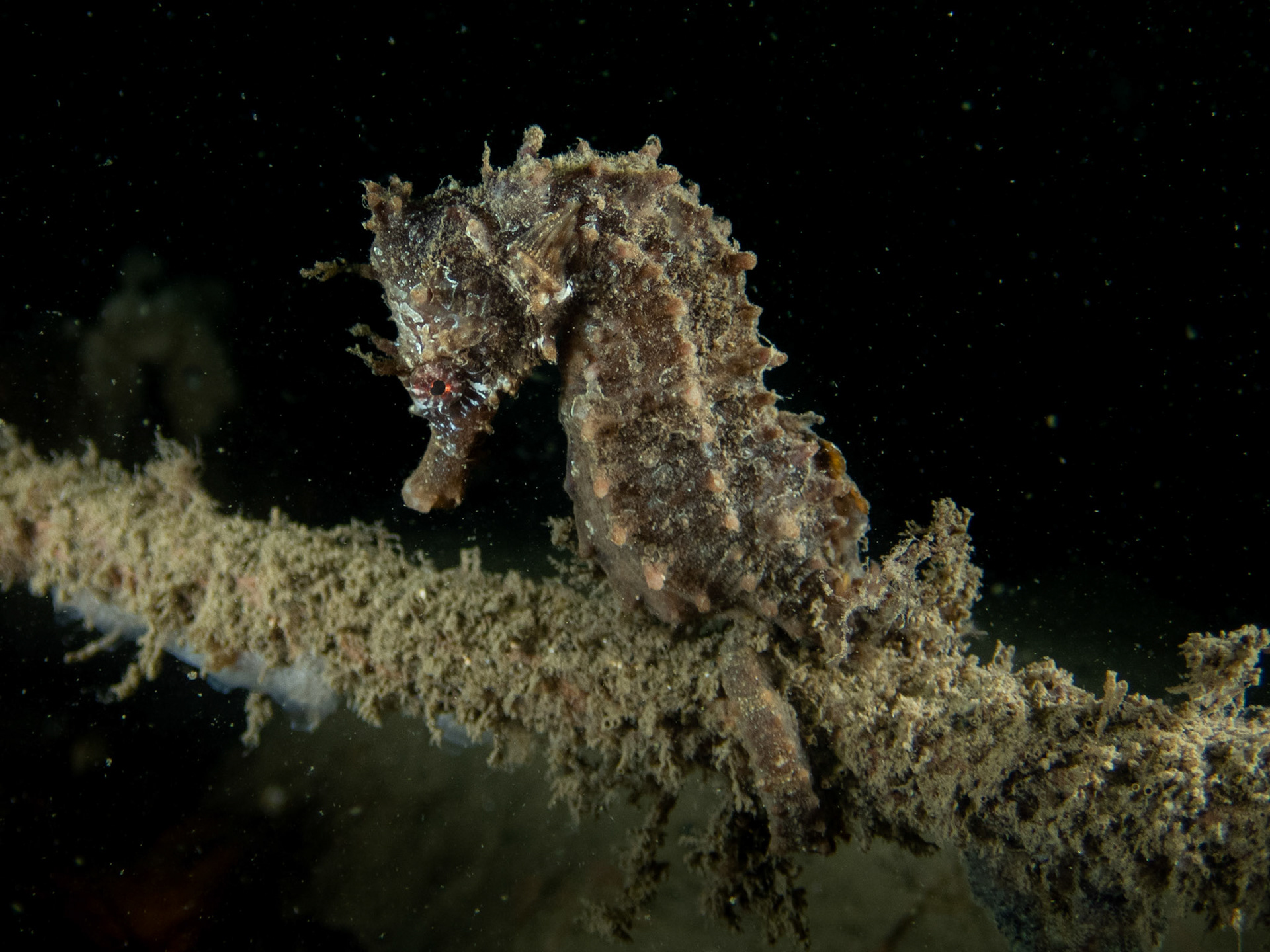 Lined Seahorse