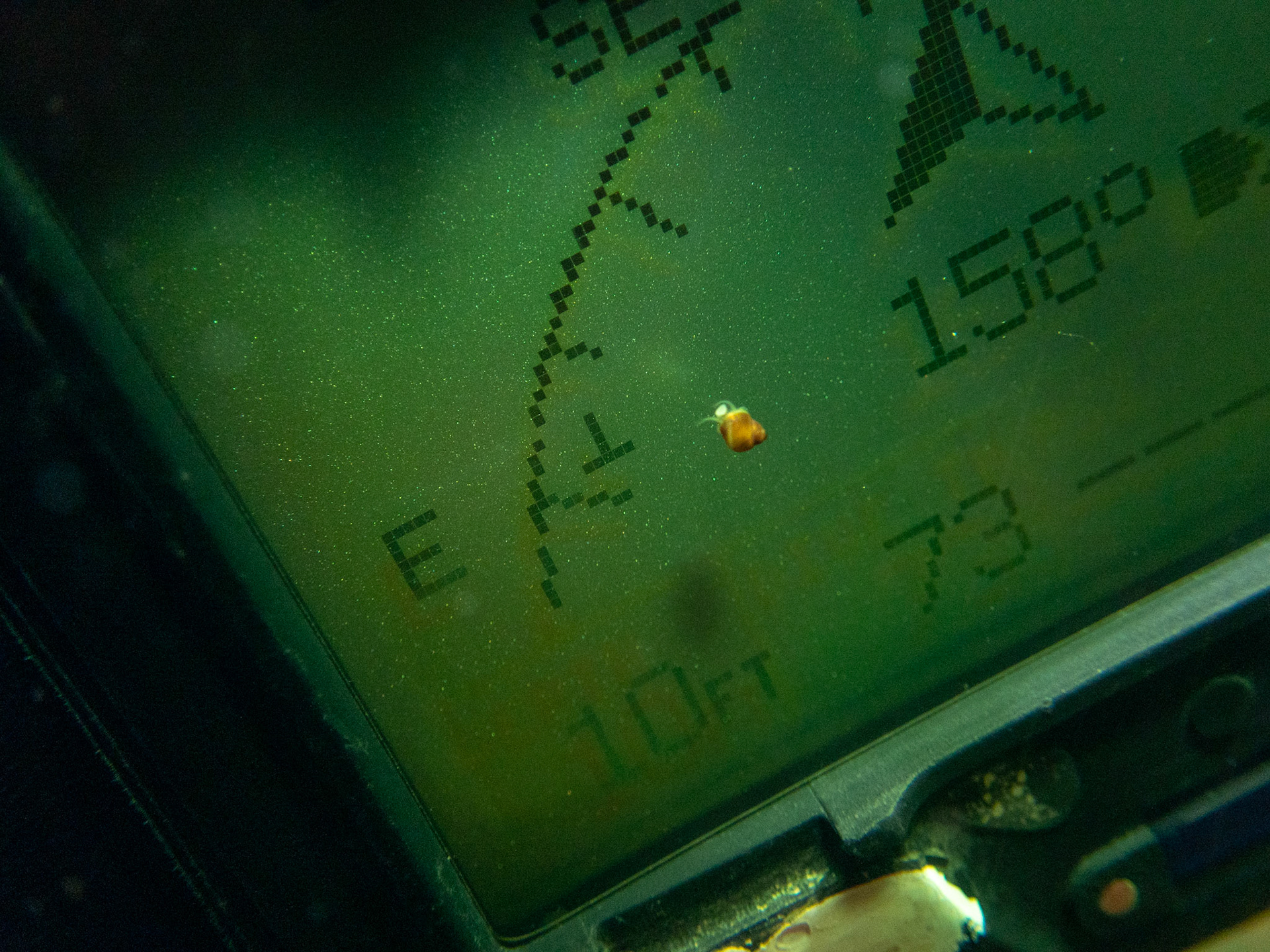 Tiny snail hitching a ride south
