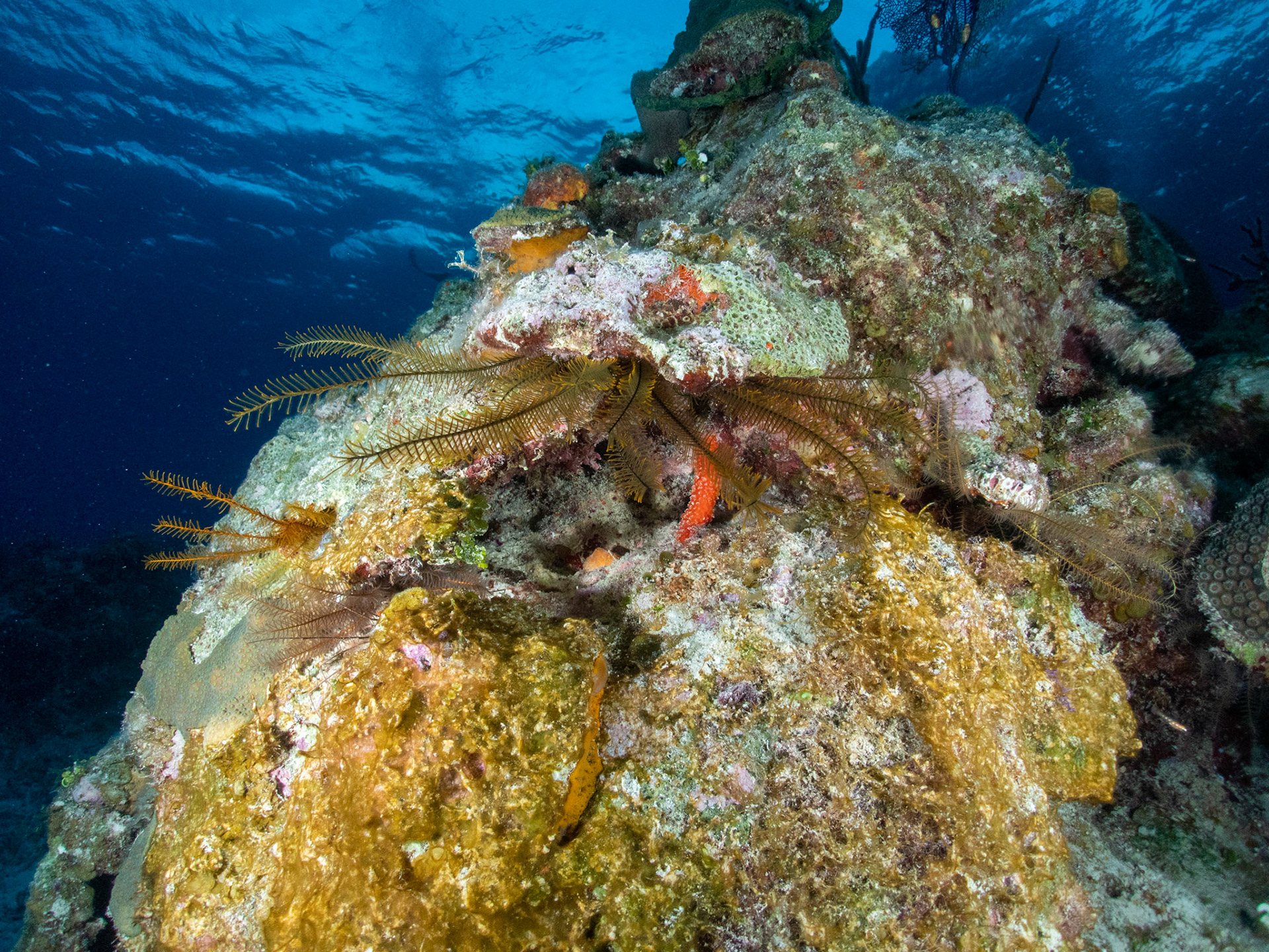 Golden crinoids reaching out from the coral head for a snack