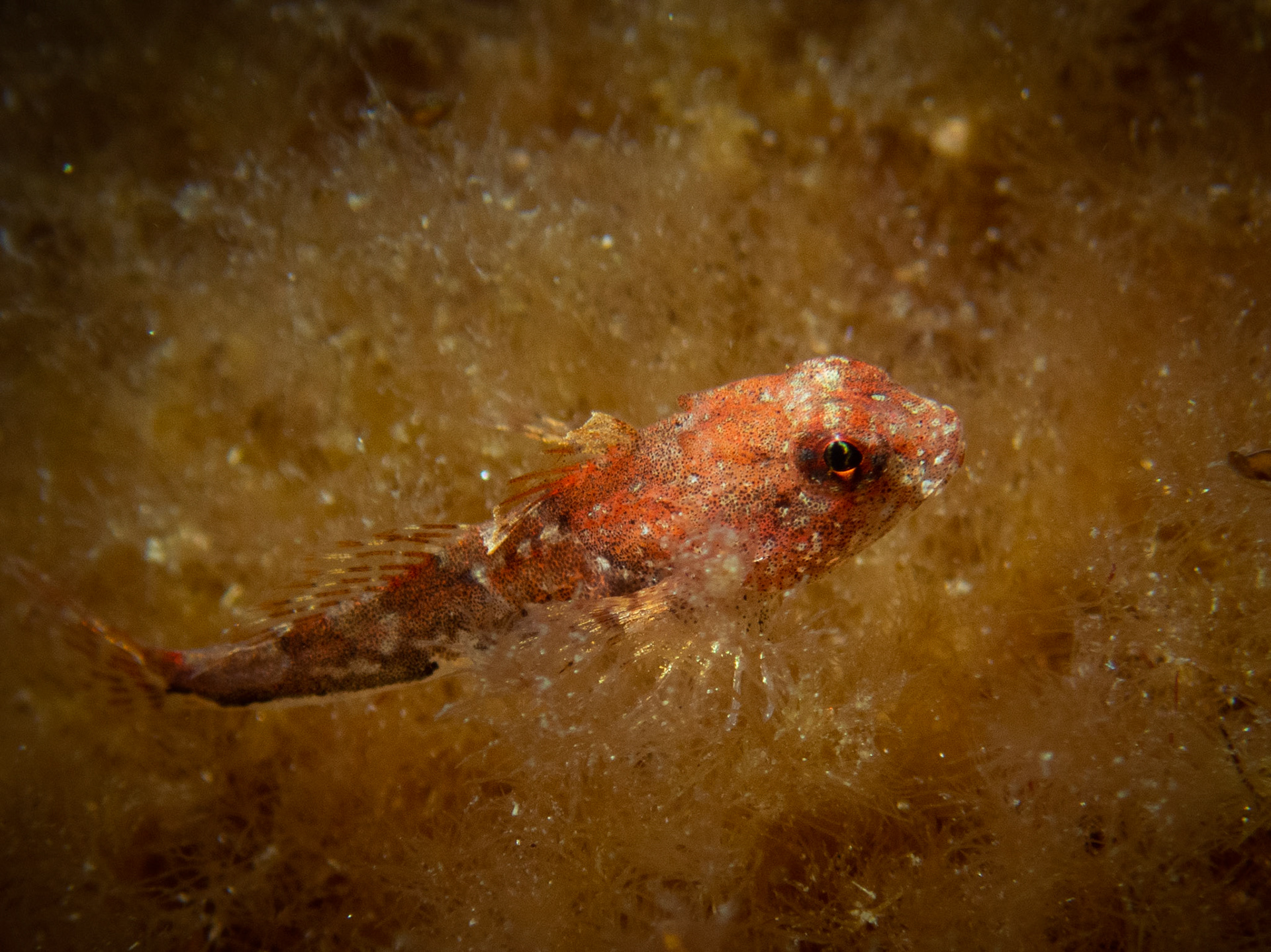 Grubby Sculpin