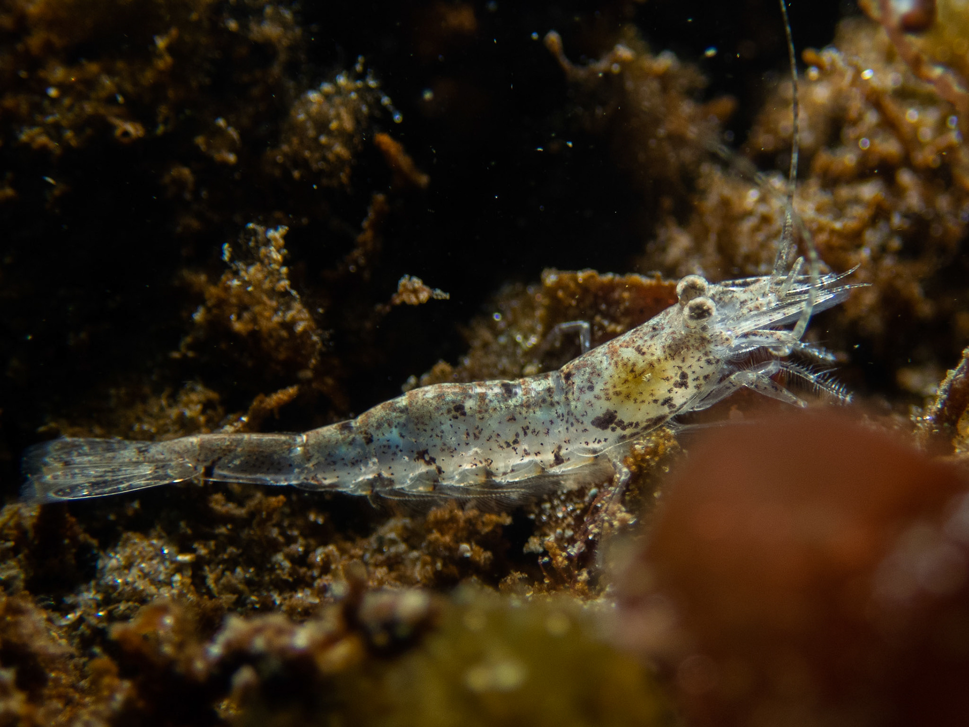 Sand shrimp