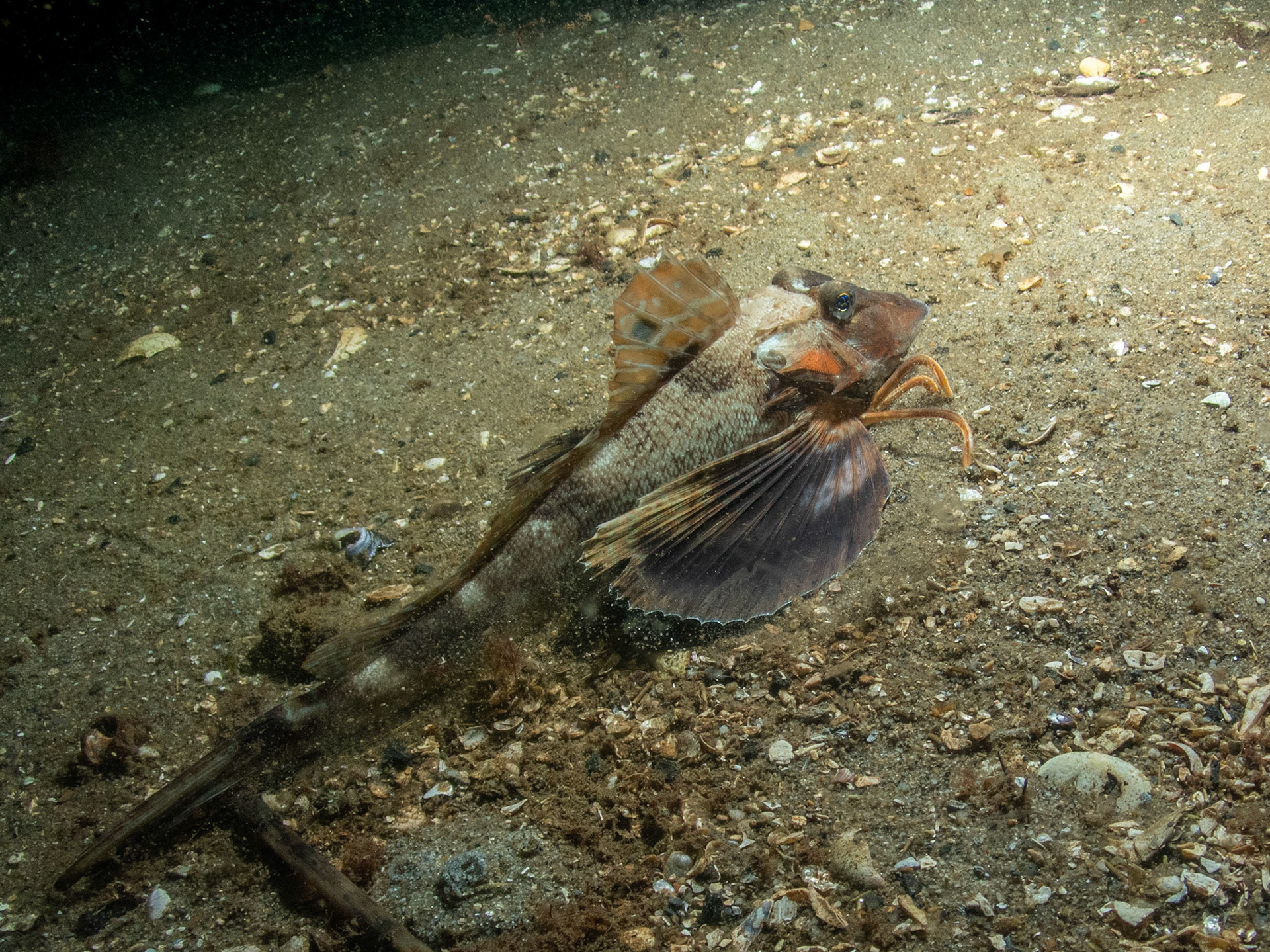Northern sea robin