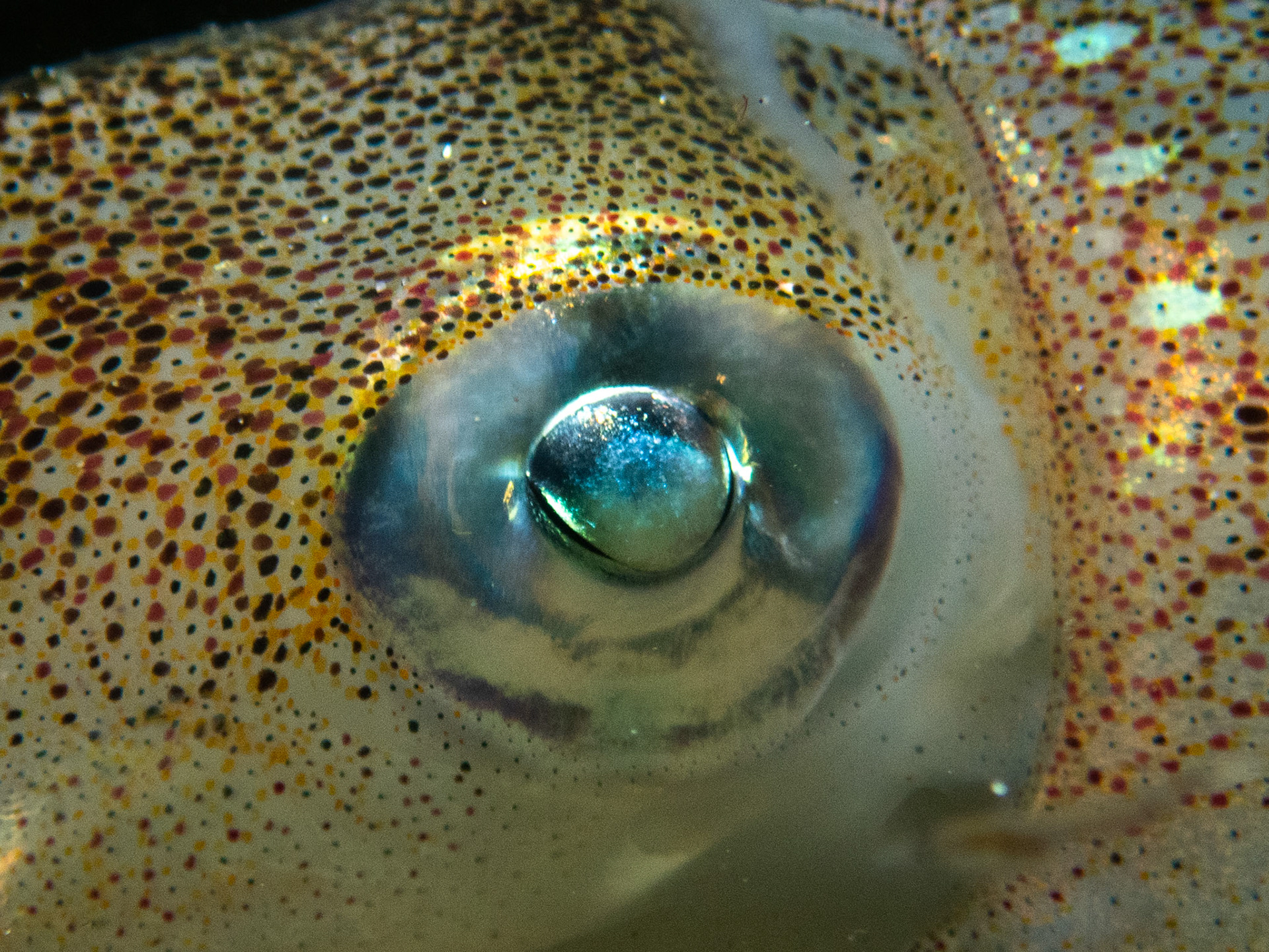 Eye see you