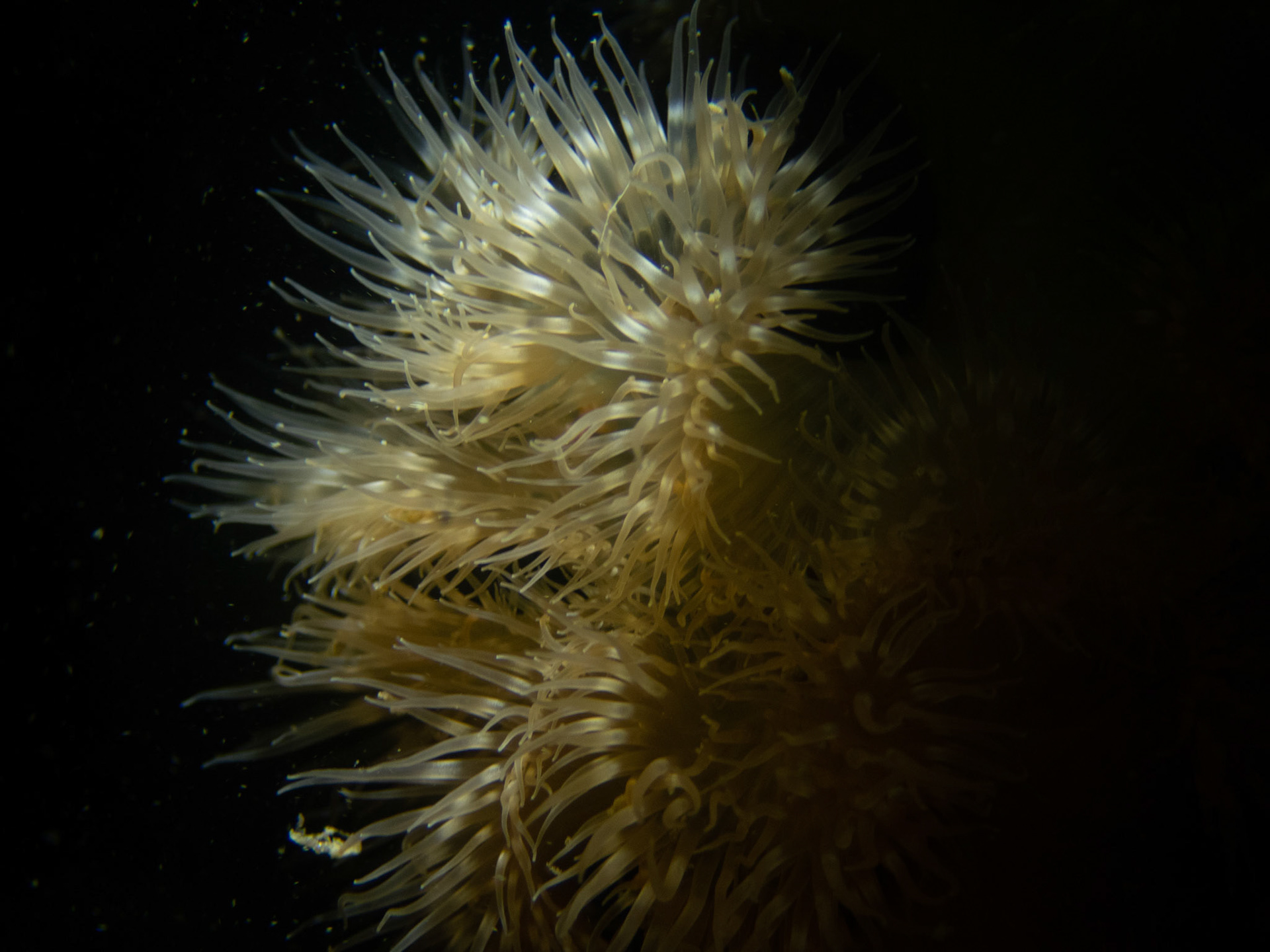 Frilled anemone