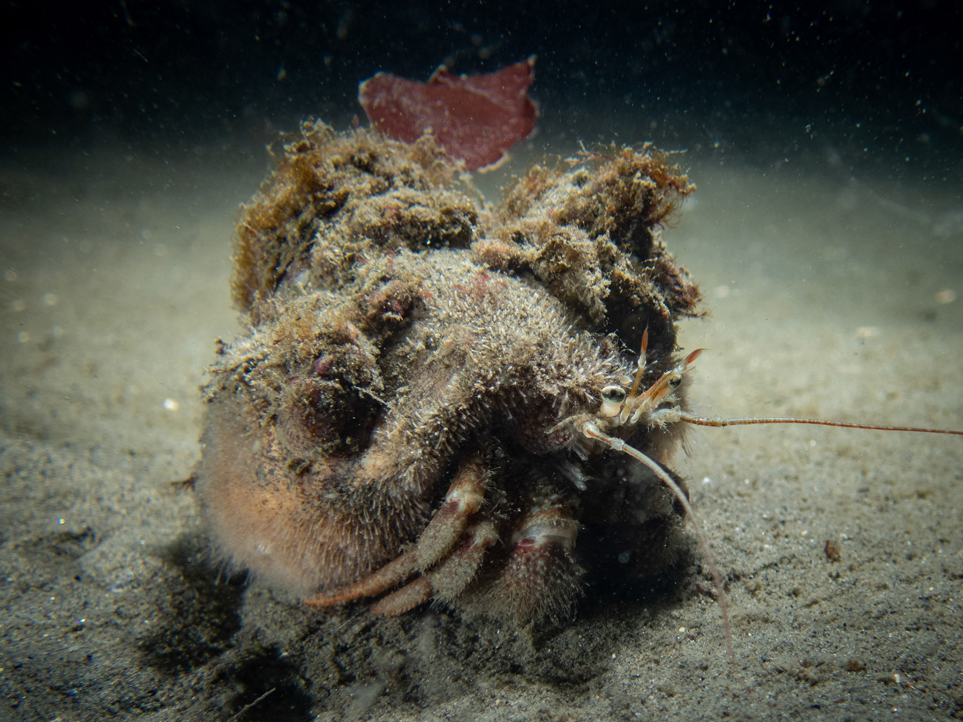 Huge hermit crab