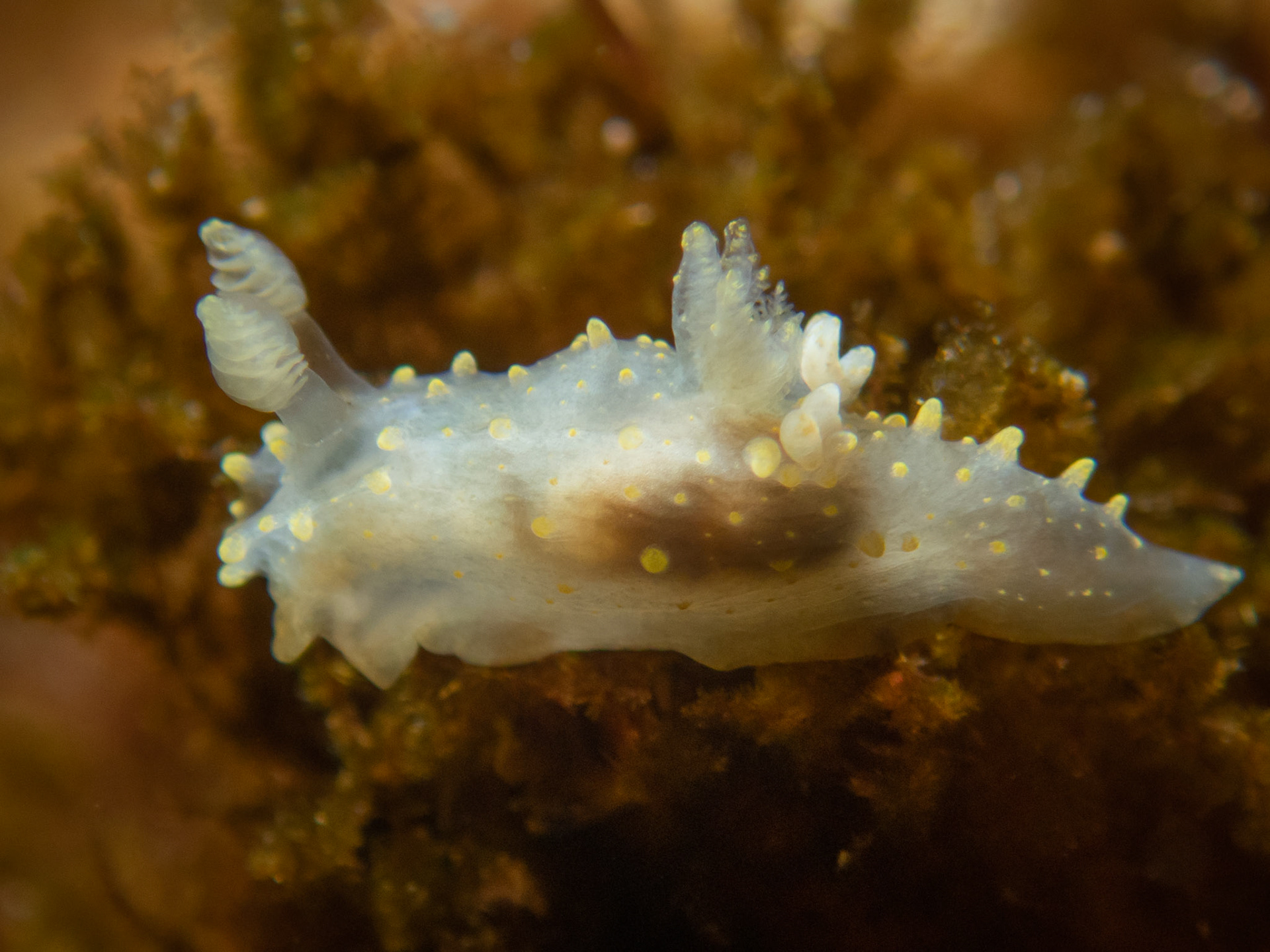 Palio dubia