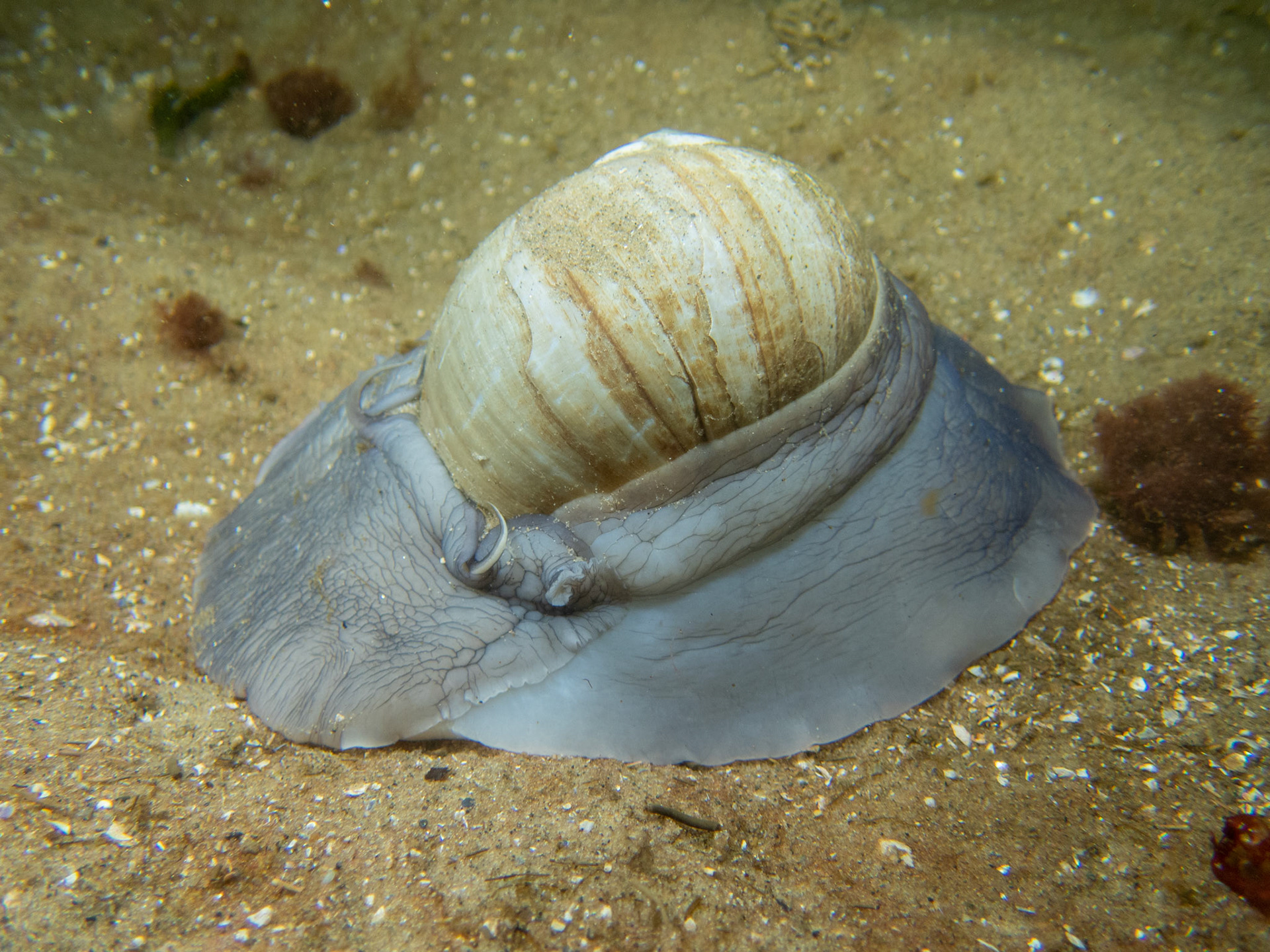 Moon Snail