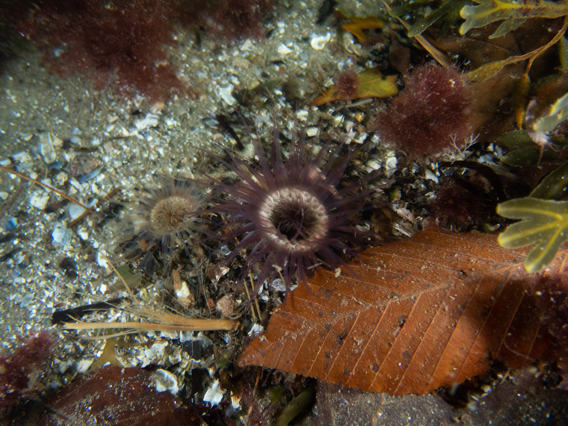 Pair of Northern Cerianthids