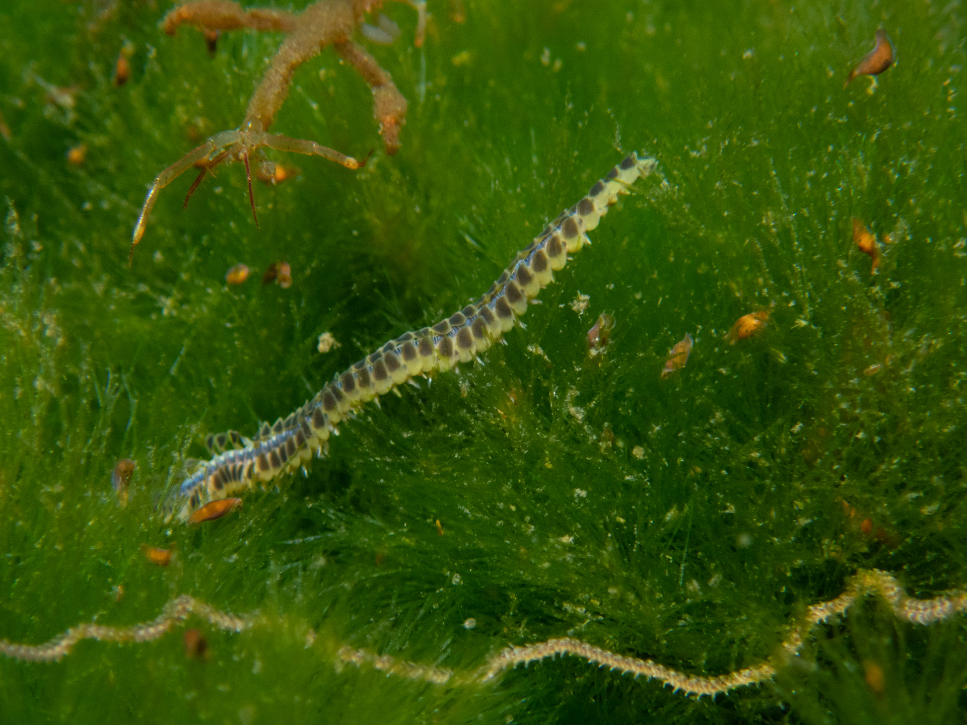 Leafy paddleworm and skeleton shrimp