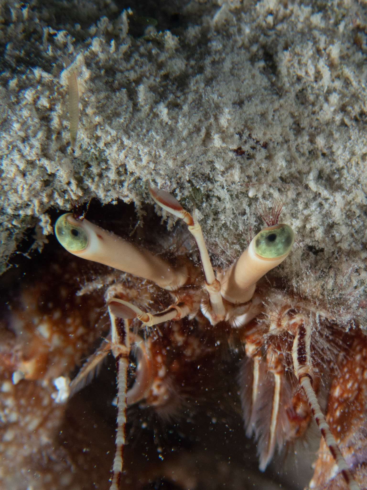 Green-eyed hermit crab (note the eyelashes)