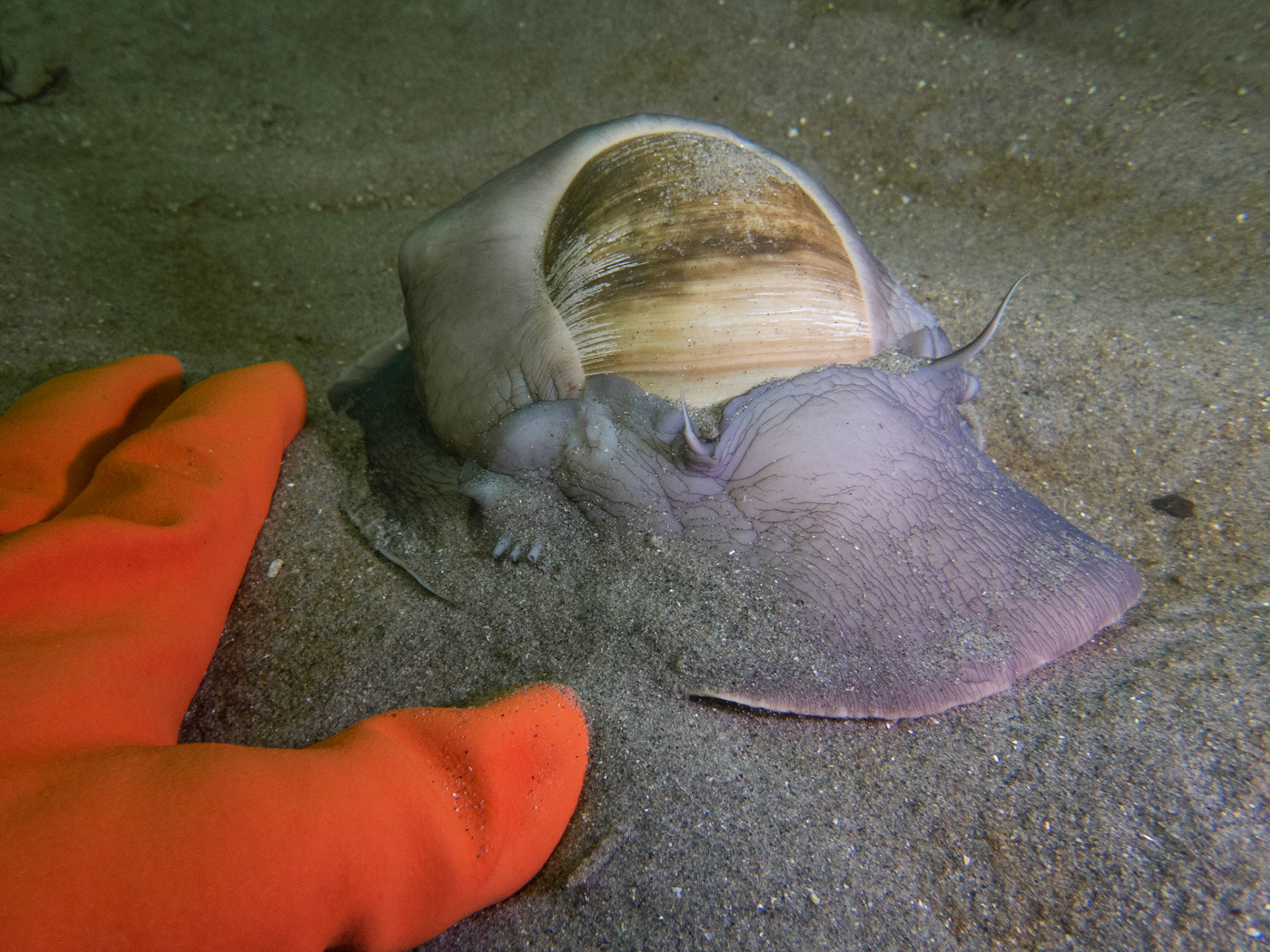 This moon snail was about the size of my open hand