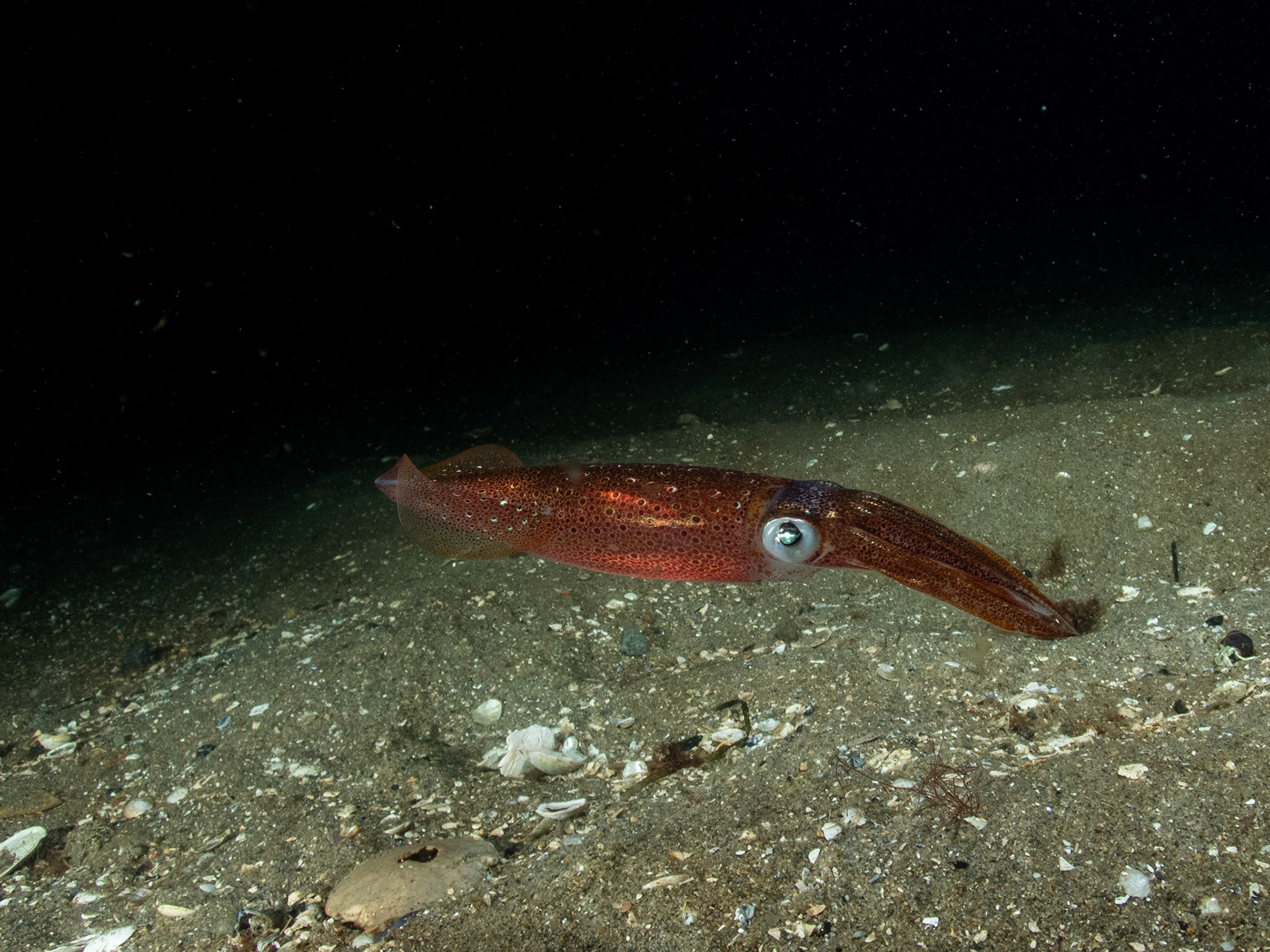 Solo squid