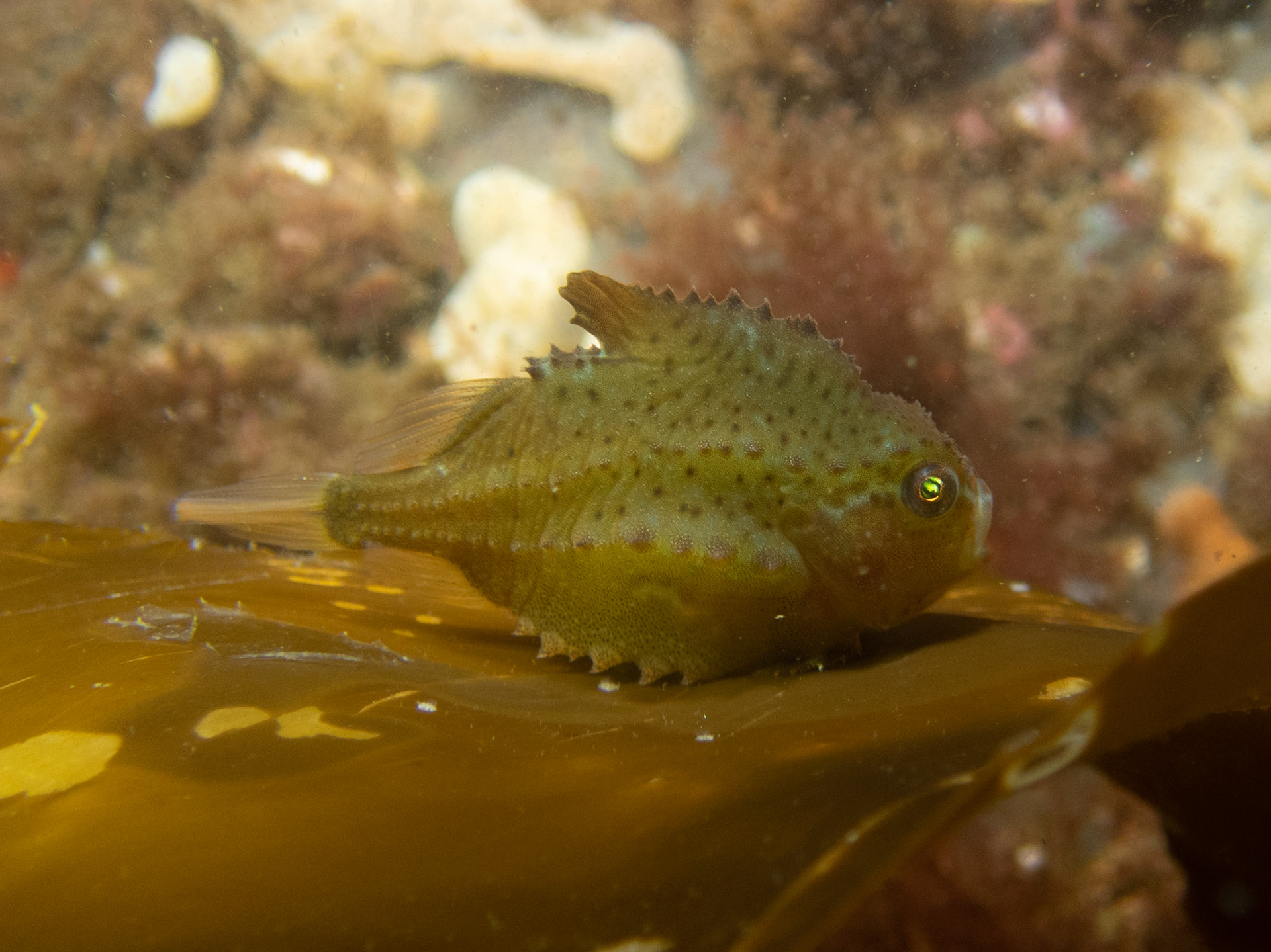 Lumpfish