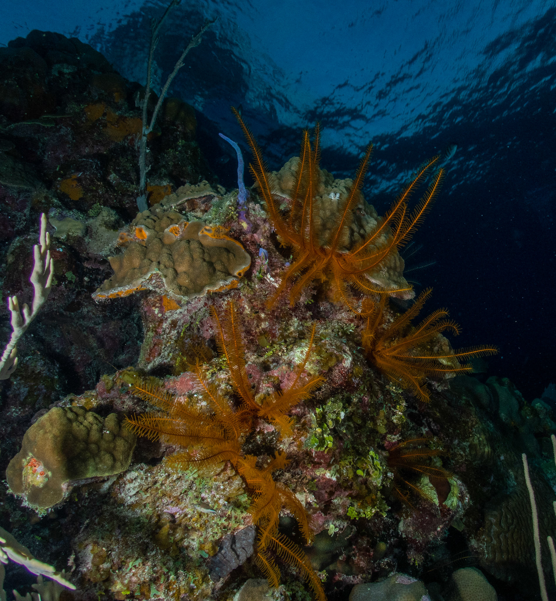 Golden crinoids were in every crack