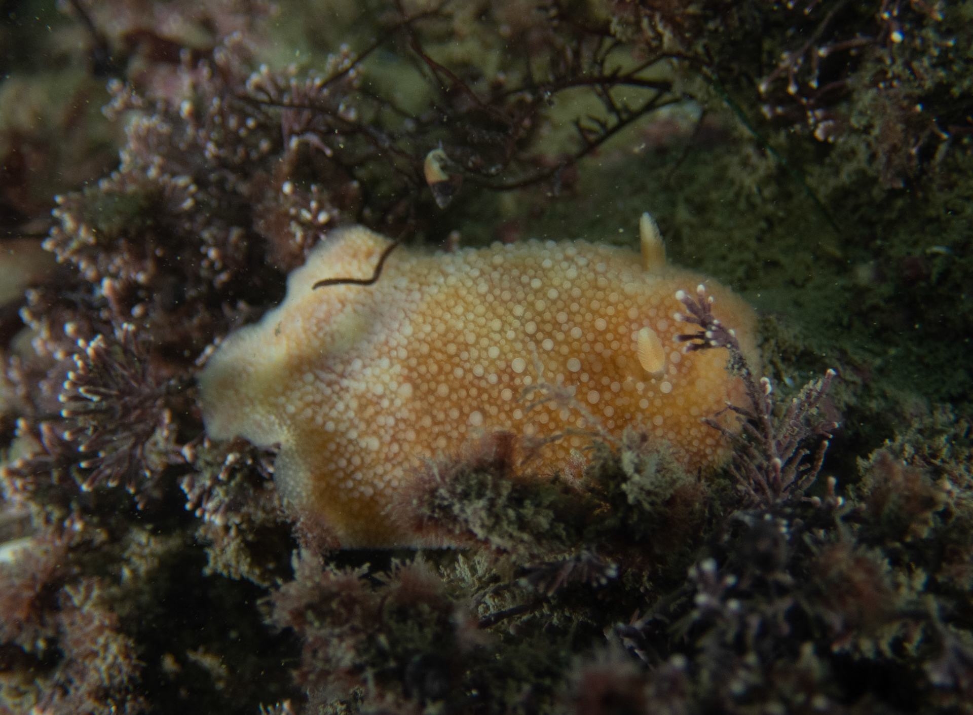 Sea lemon