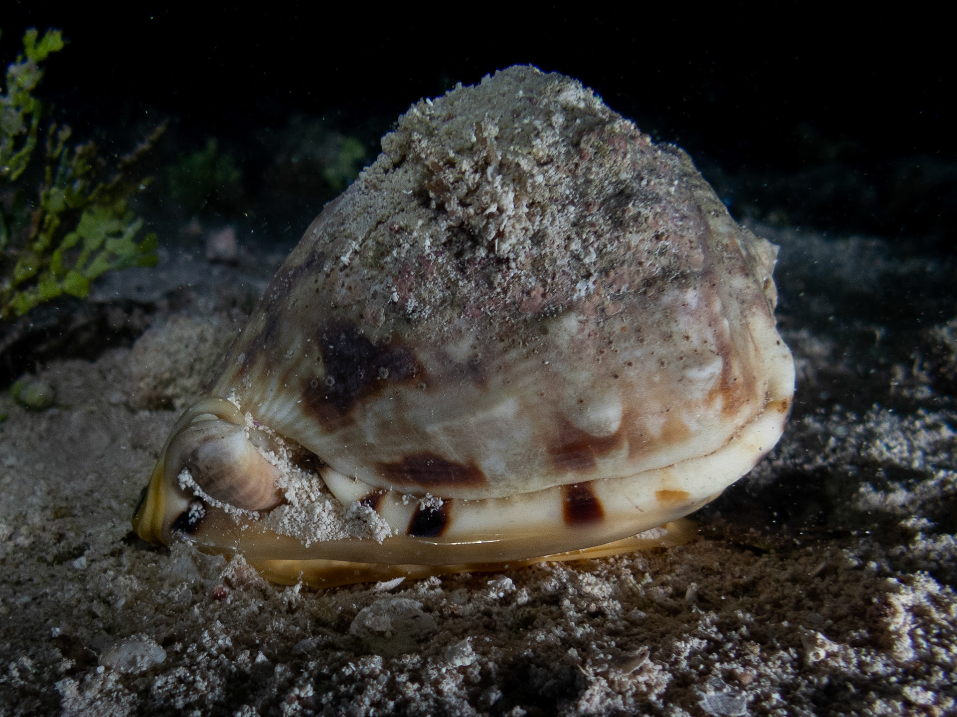 King Helmet snail