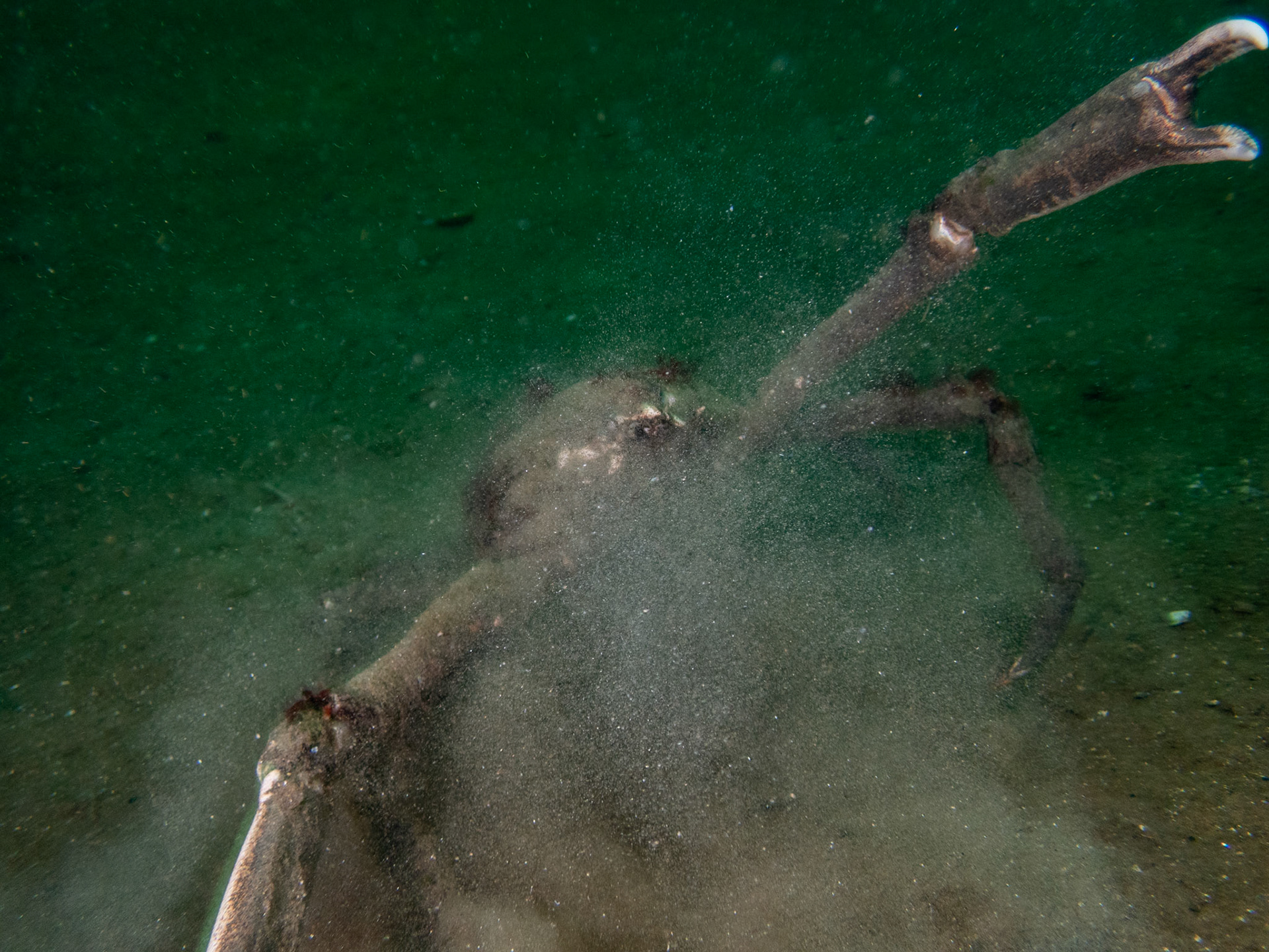 I was very surprised when this crab was not only alive, but very feisty