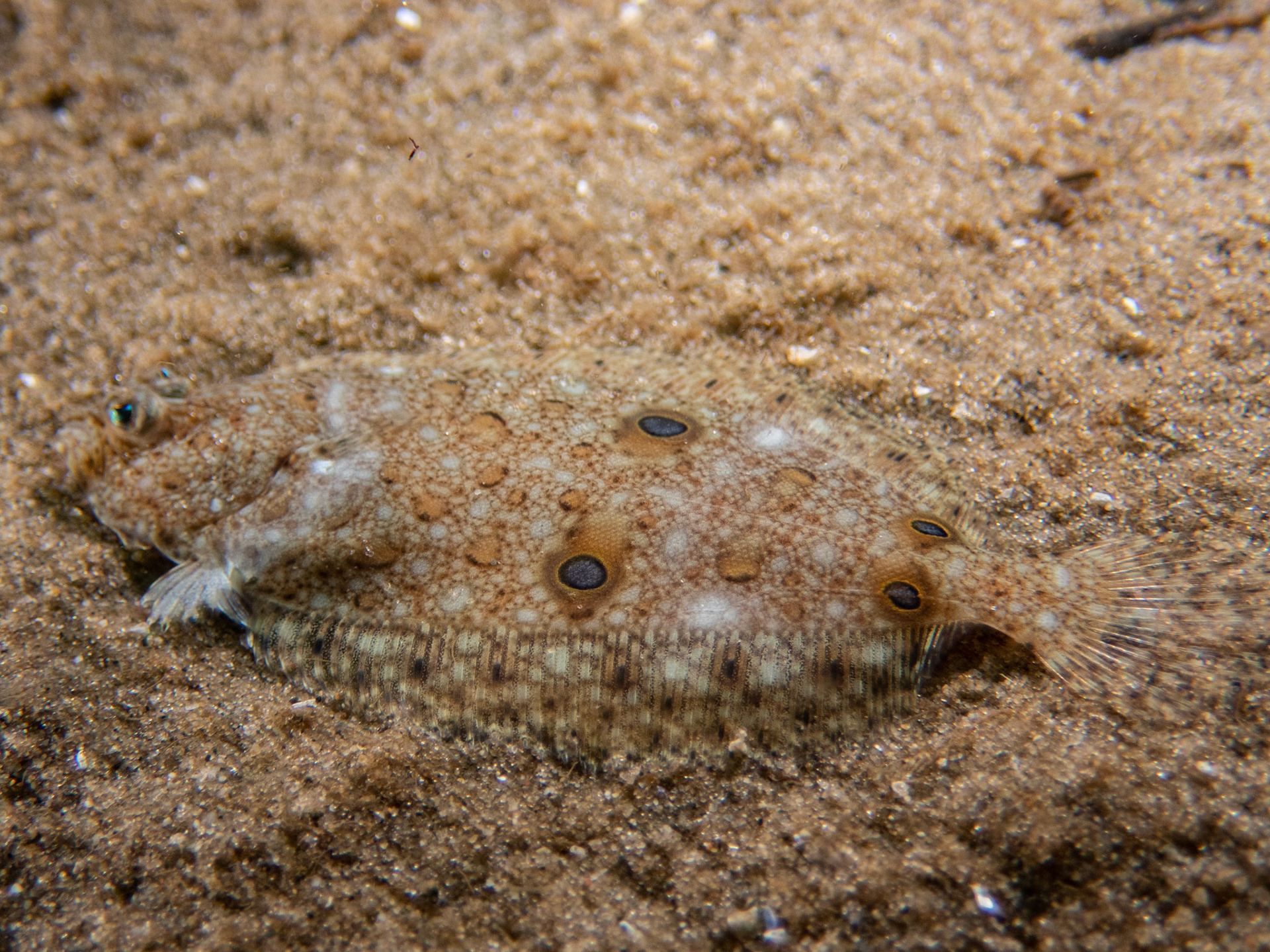 Juvenile fourspot flounder