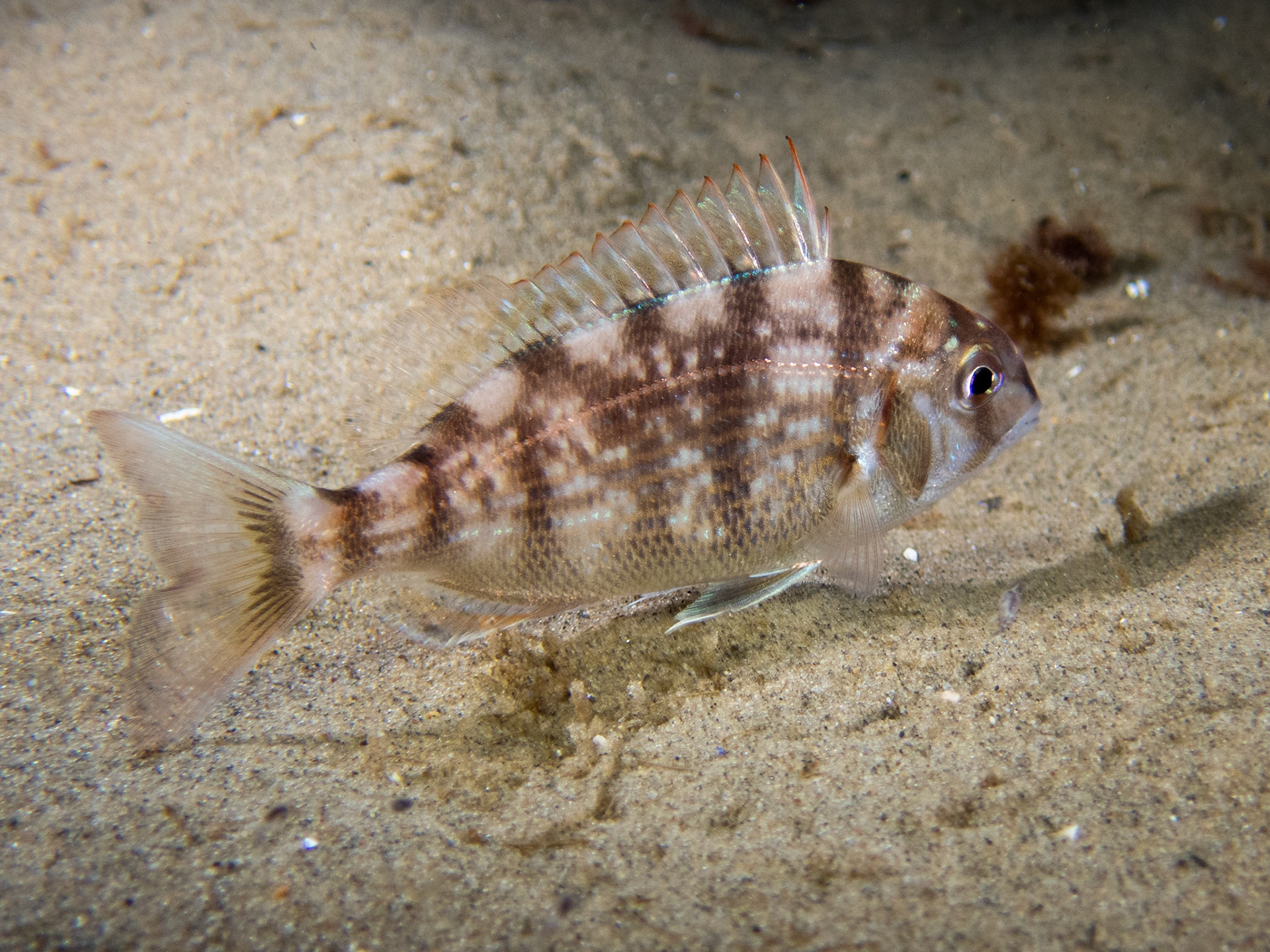 Juvenile Scup
