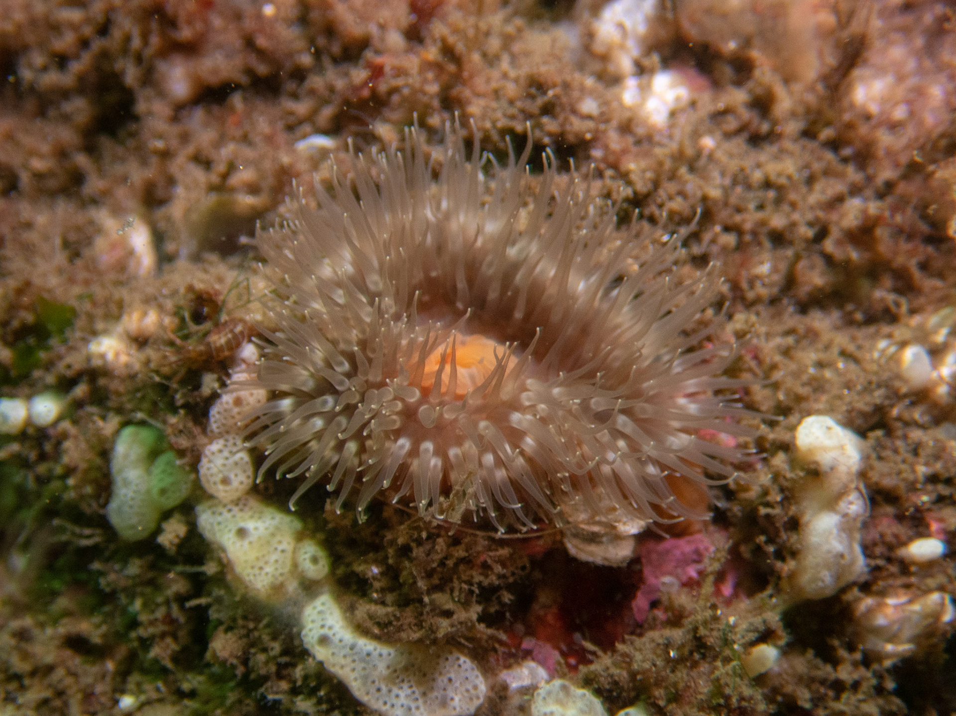 Small anemone