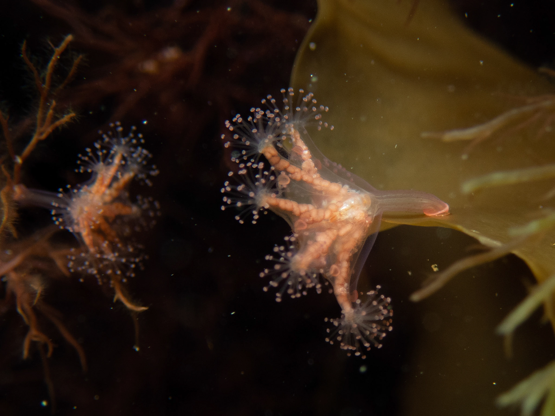 Eared Stalked Jellyfish