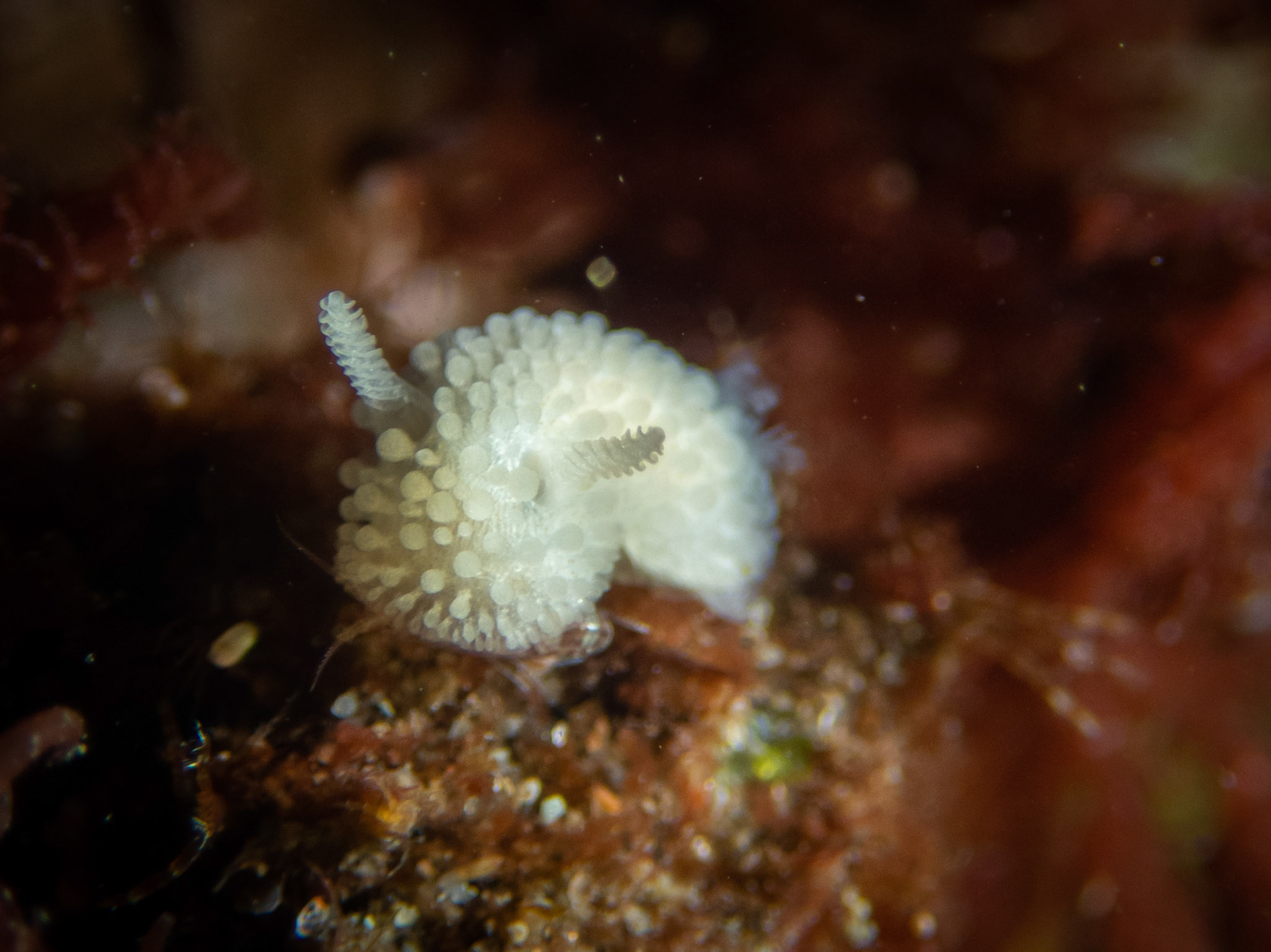 Onchidoris muricata