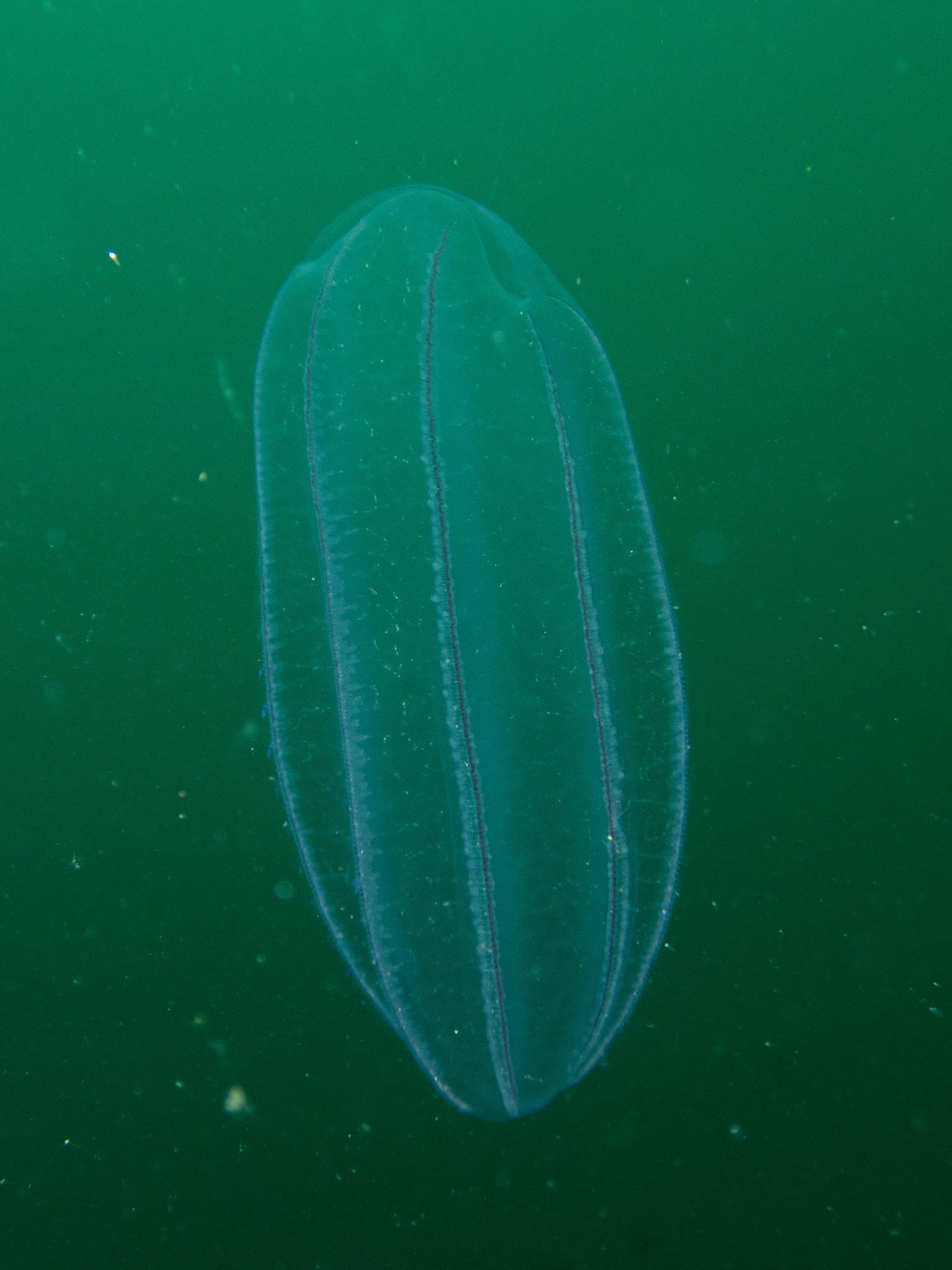 Beroe's comb jelly