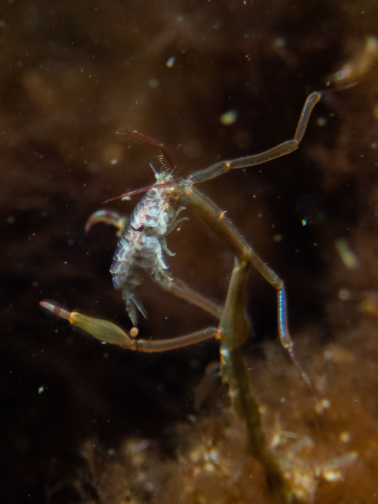 Skeleton shrimp munching on a dead isopod