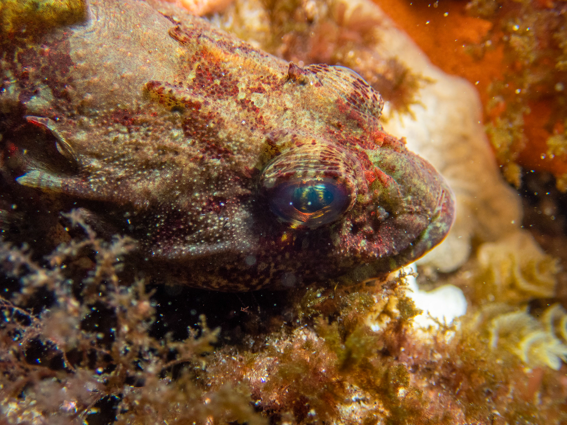 Sculpin