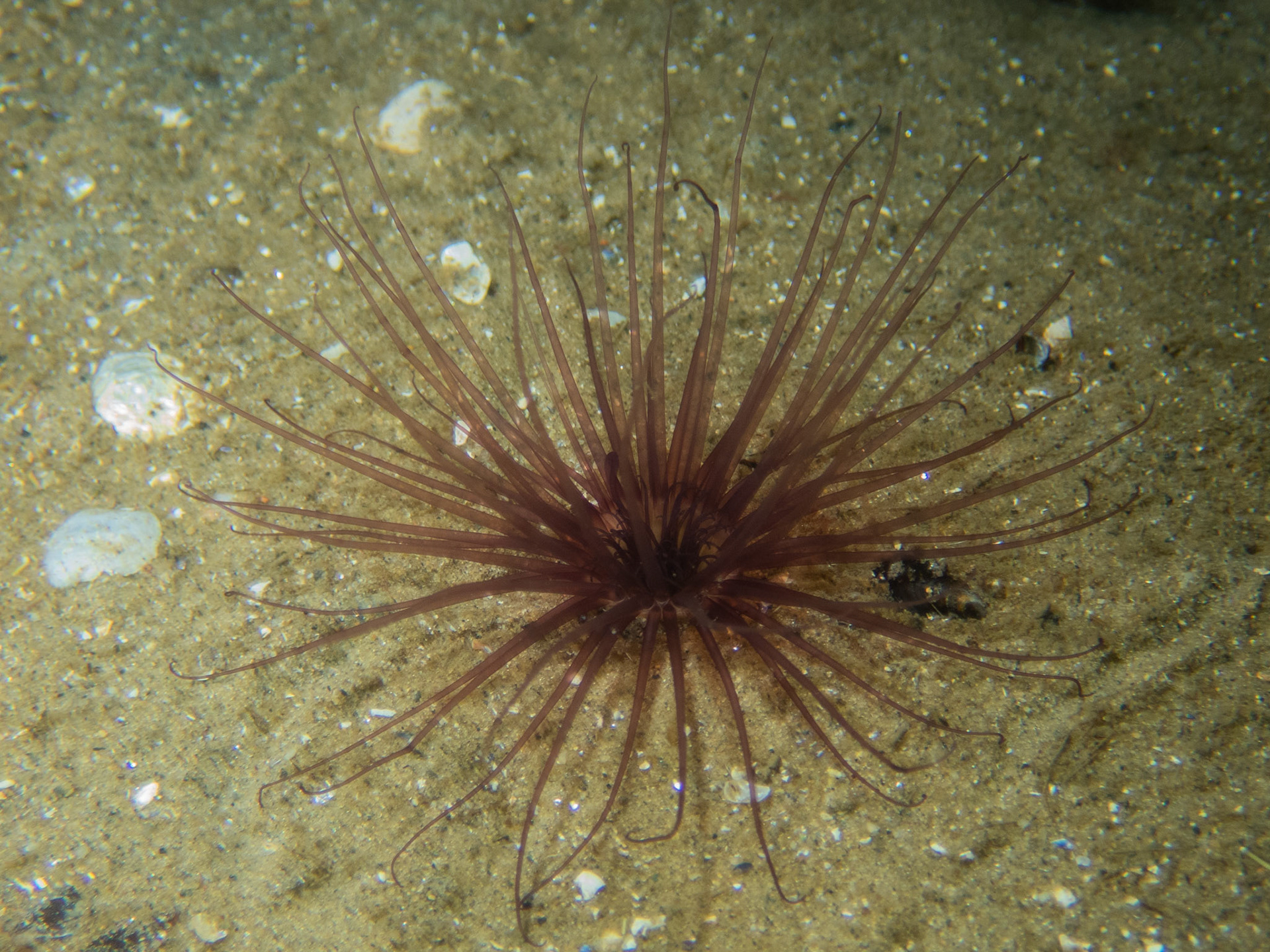 Northern Cerianthid