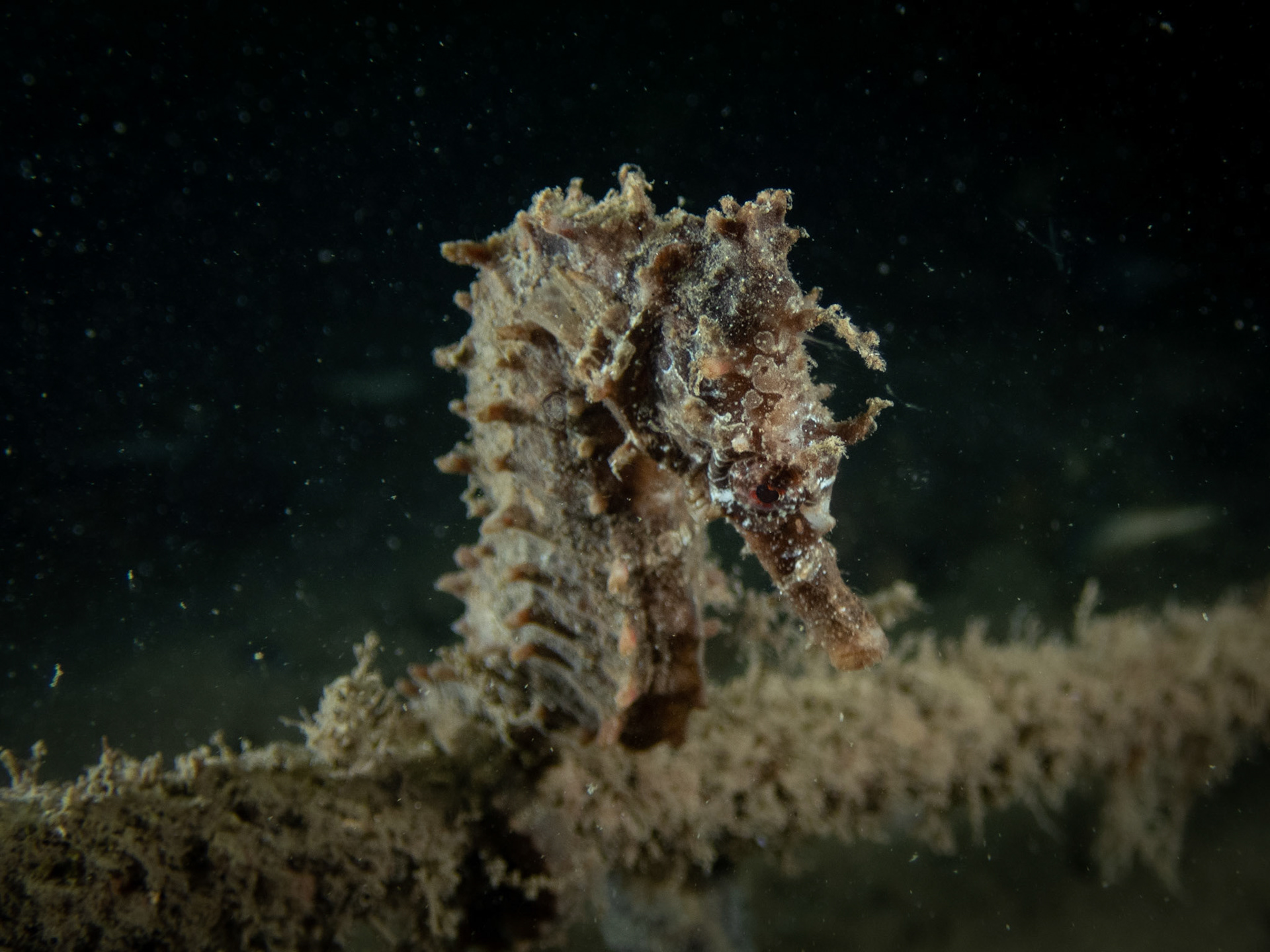 Lined Seahorse