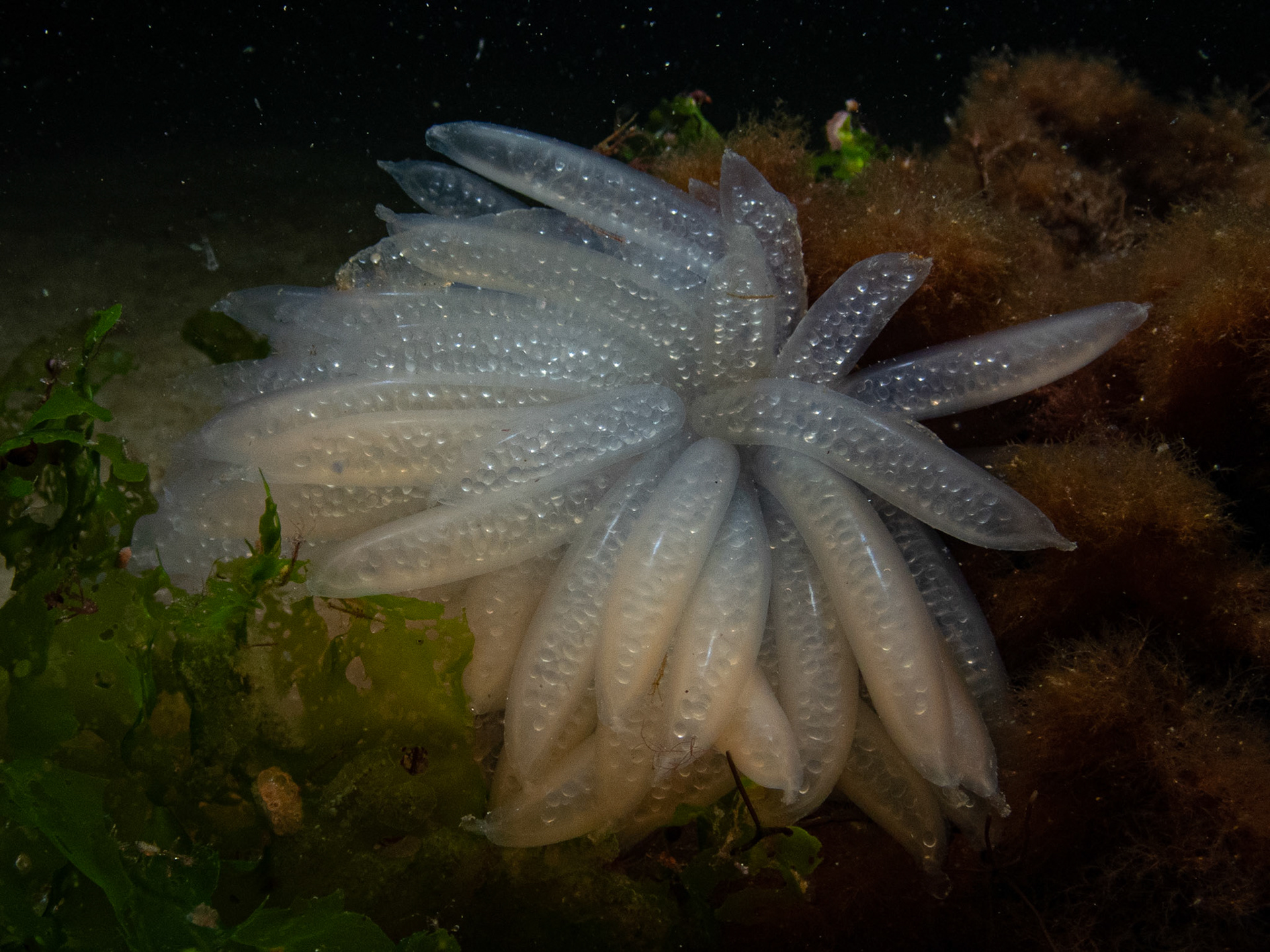 The next generation of squiddies