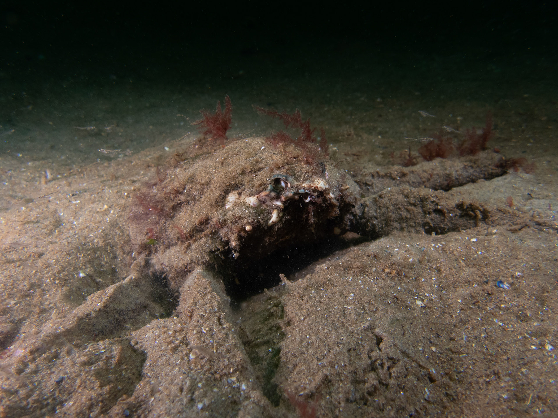 Monstrous Portly Spider Crab