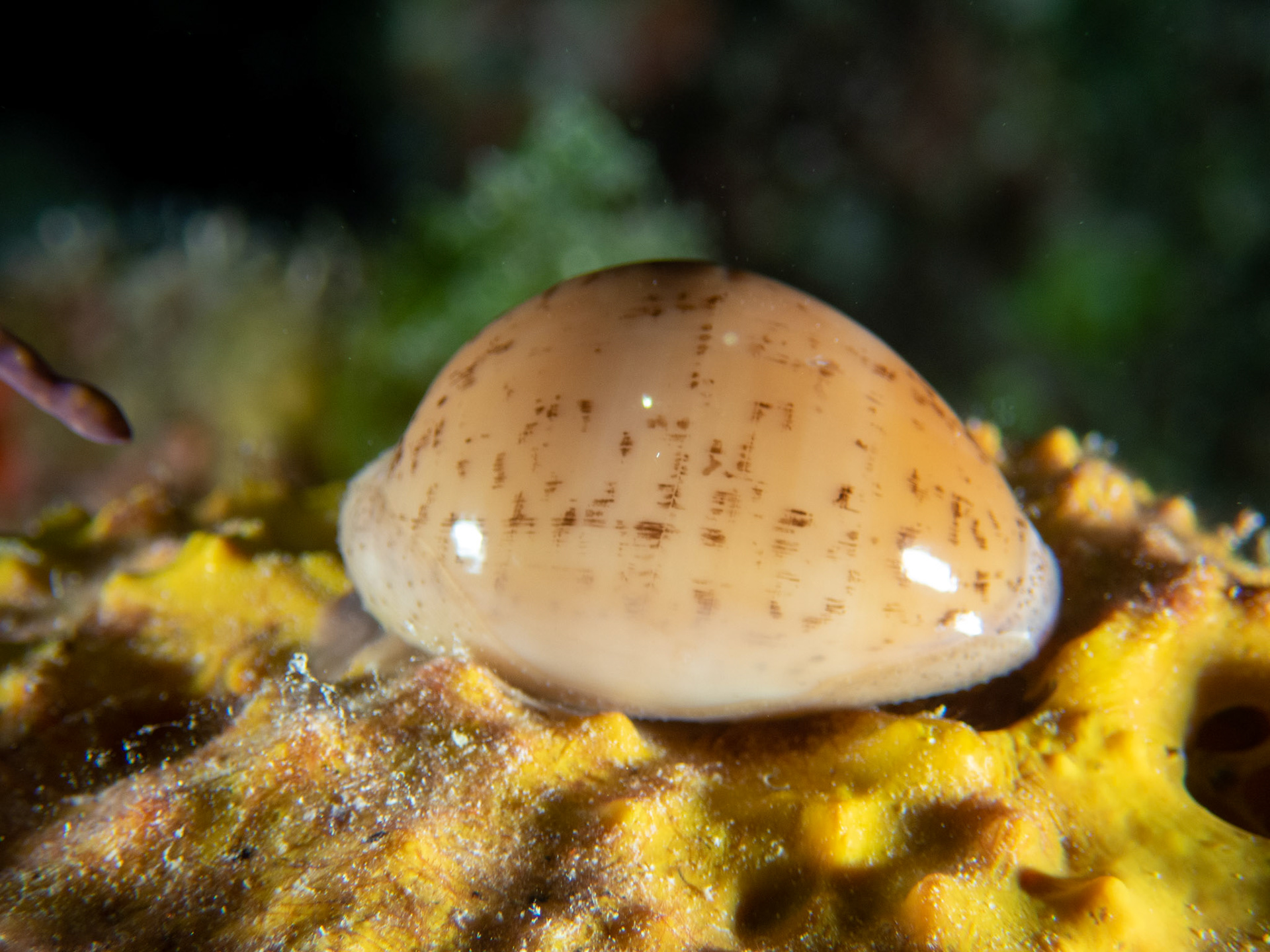 Atlantic Gray Cowrie