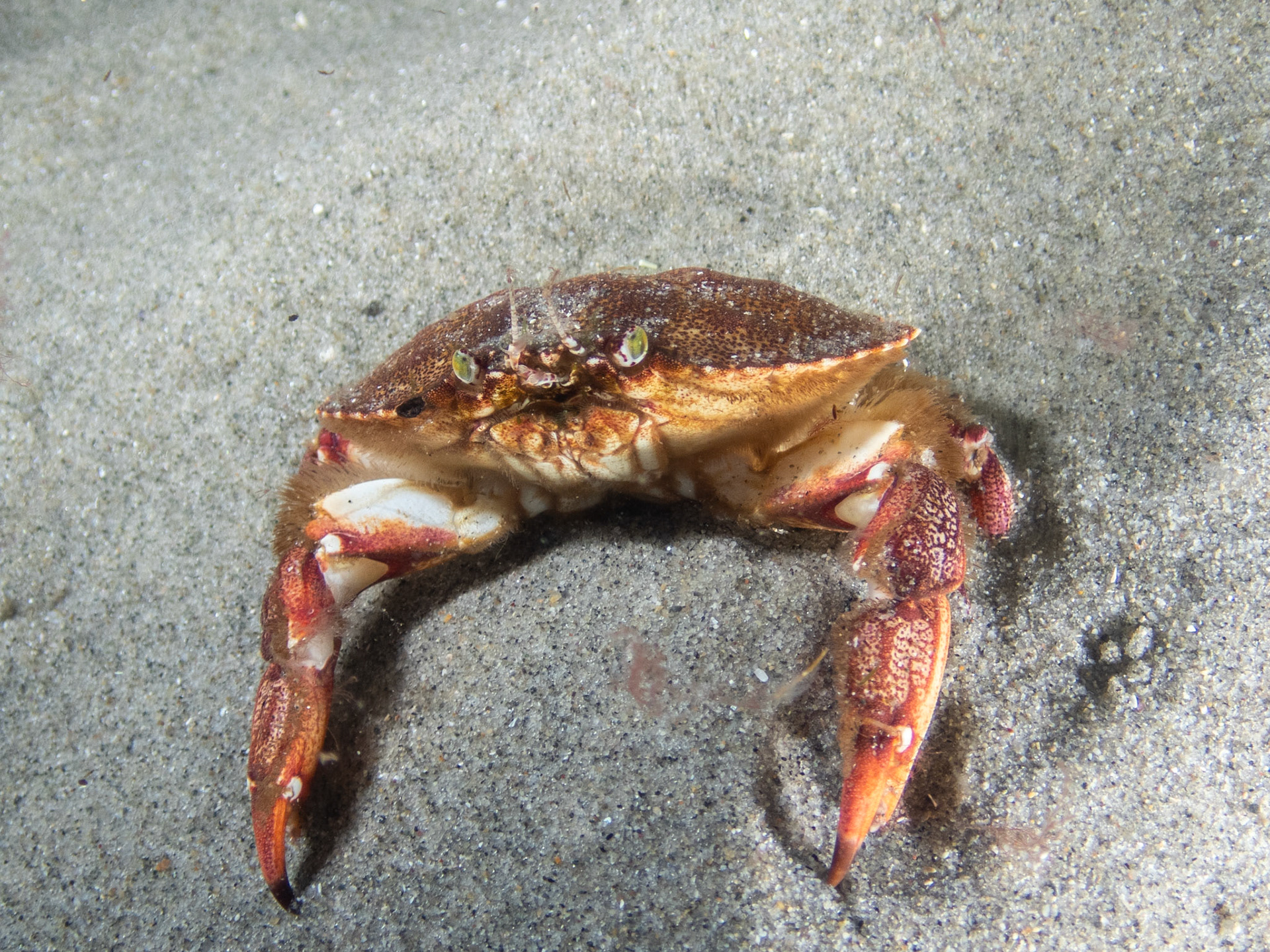 Atlantic Rock Crab
