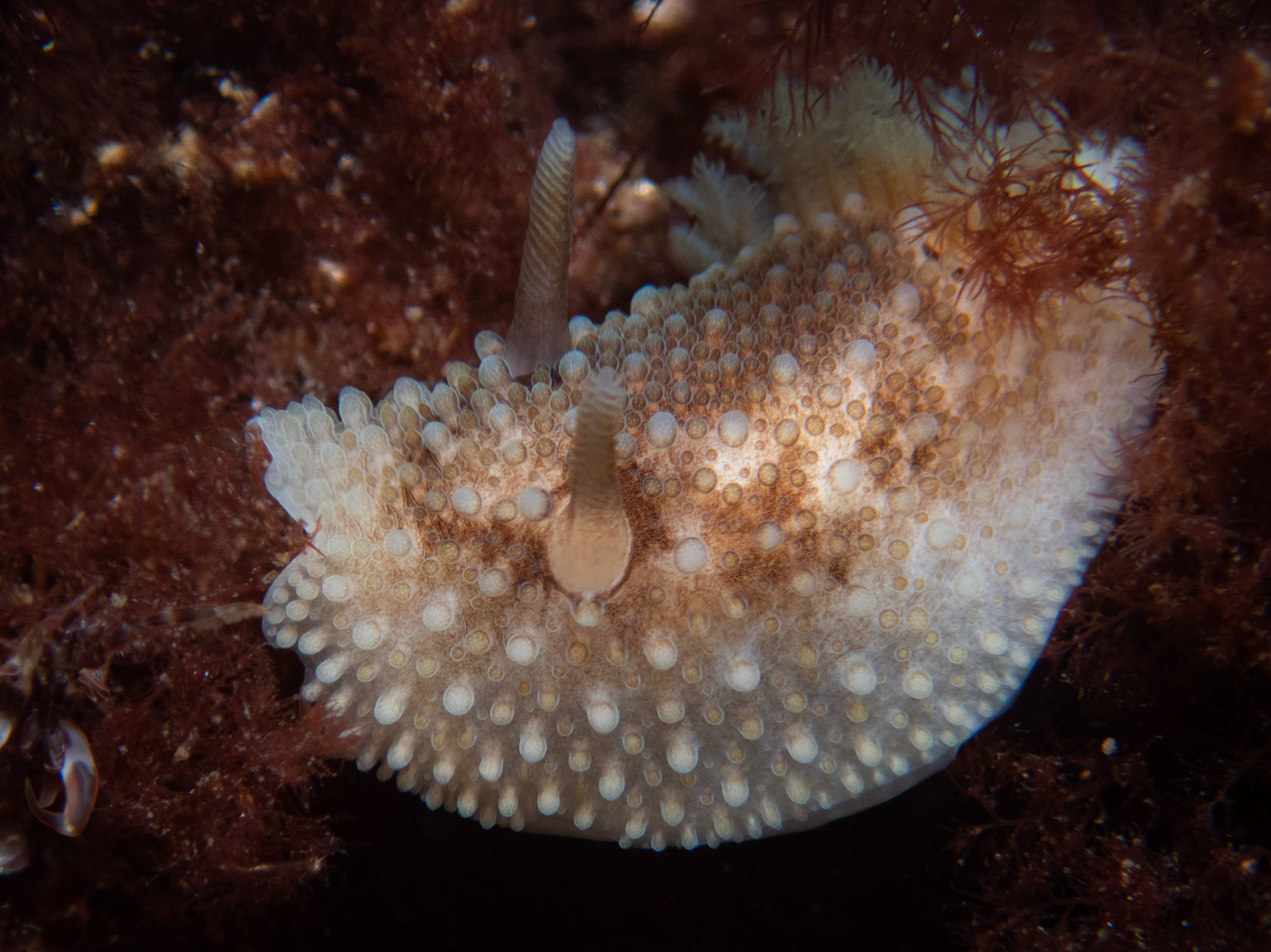 Onchidoris bilamellata
