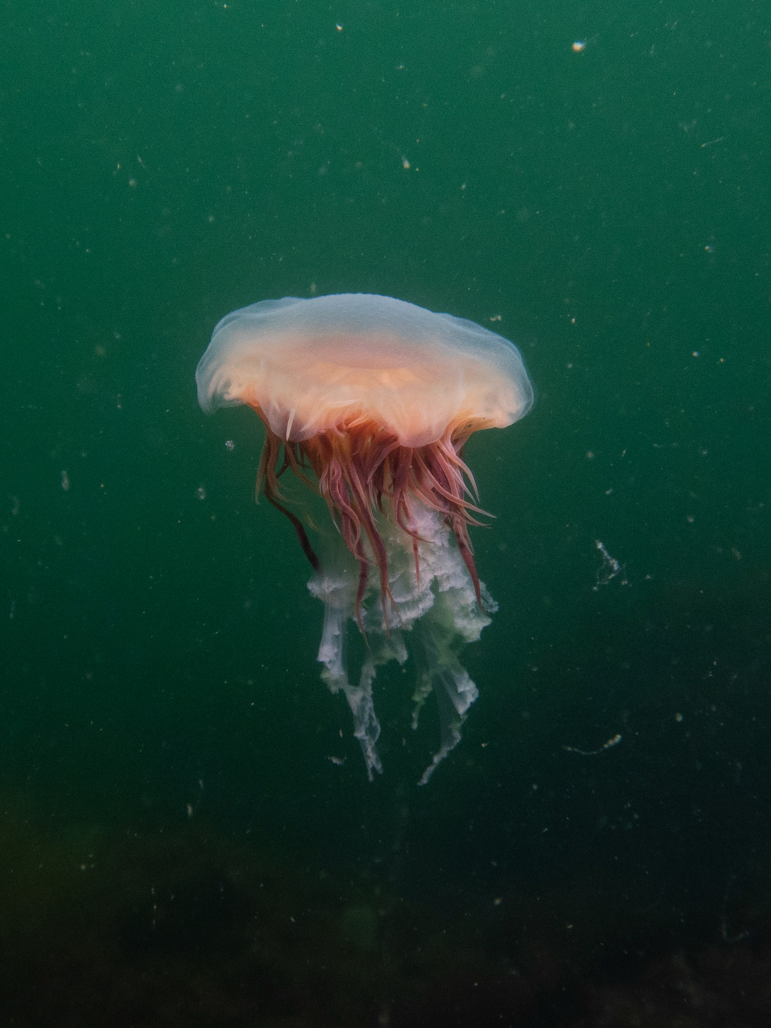 Lion's mane jelly about to blub