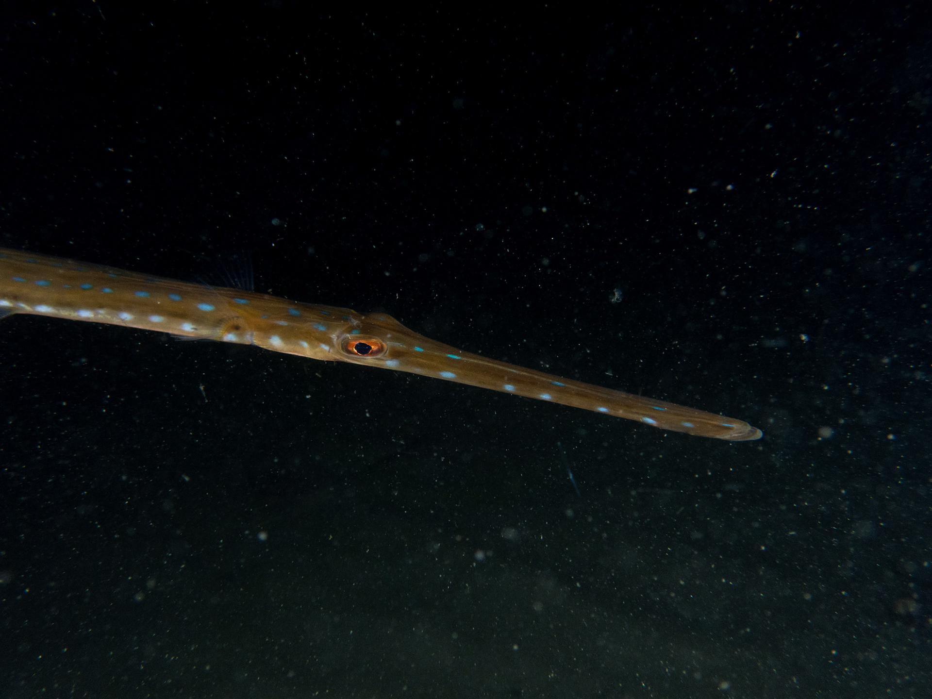Coronetfish