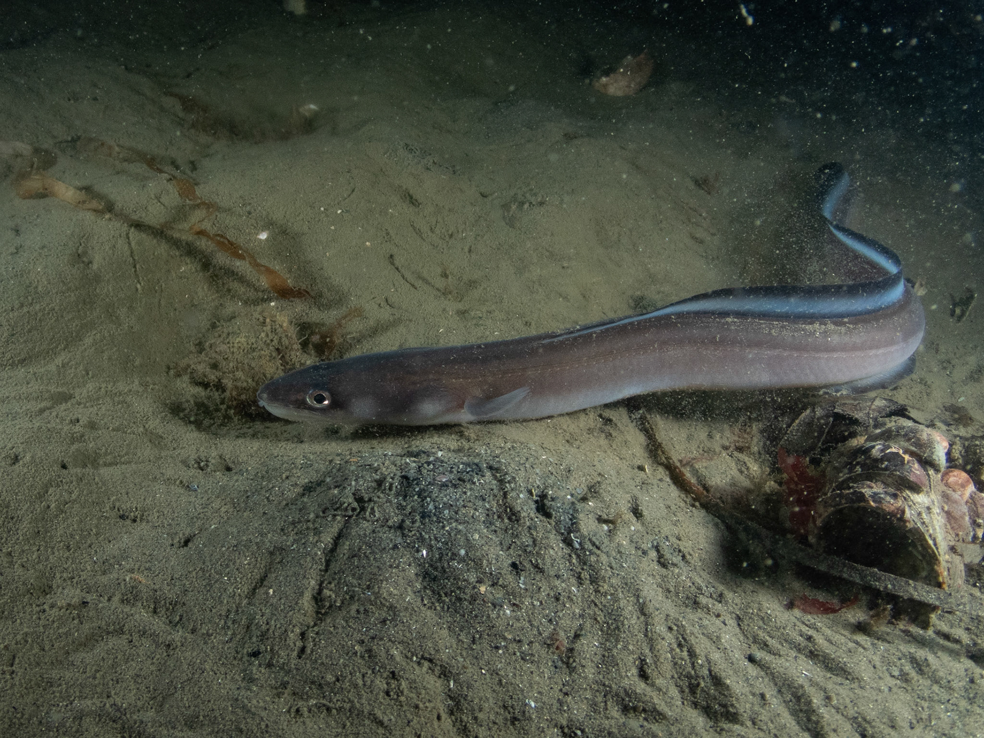 Conger eel