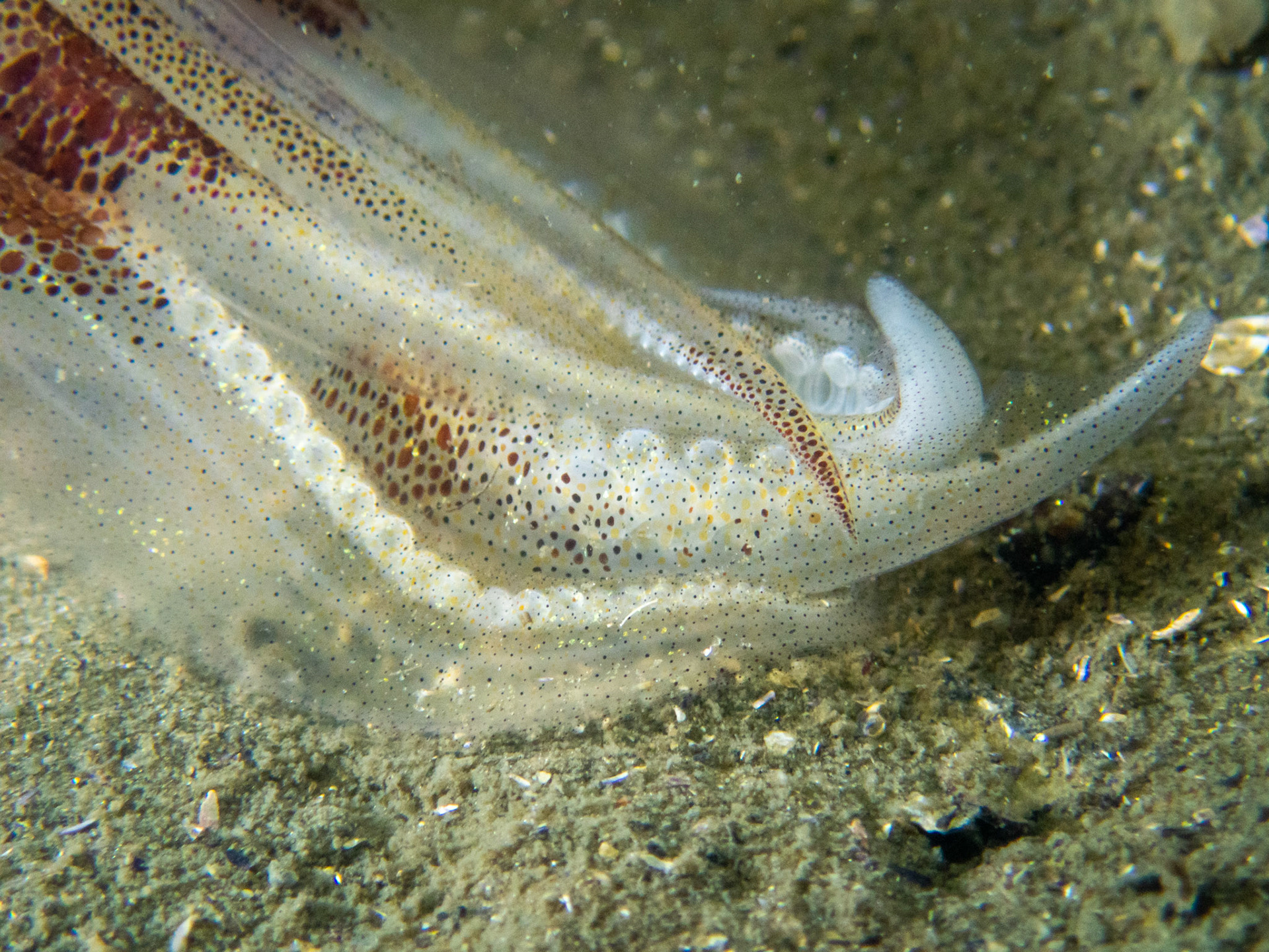 Longfin Squid arms