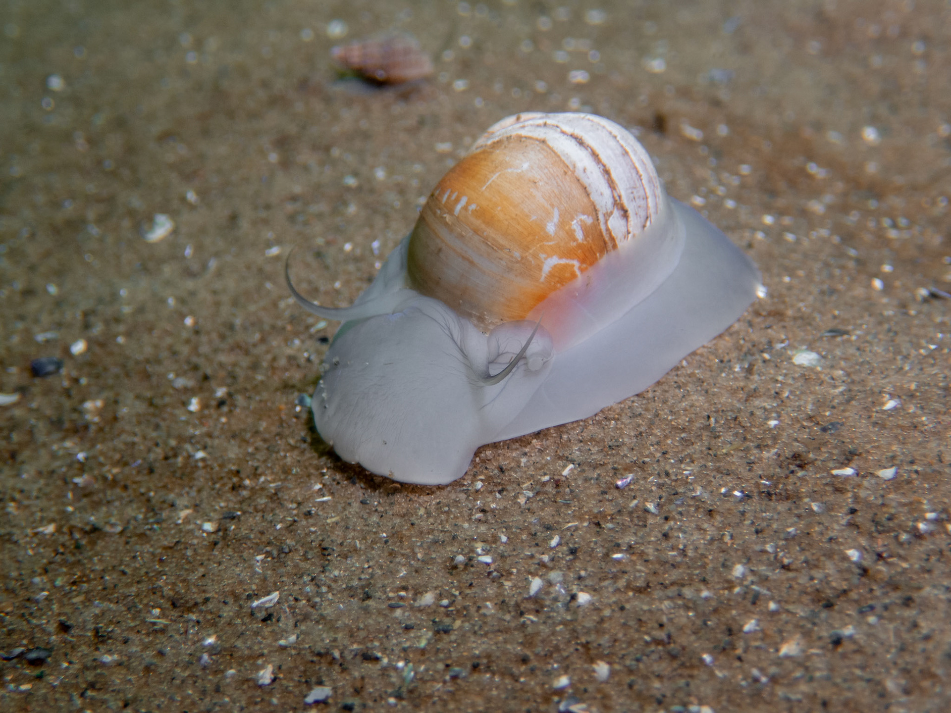 Moon snail