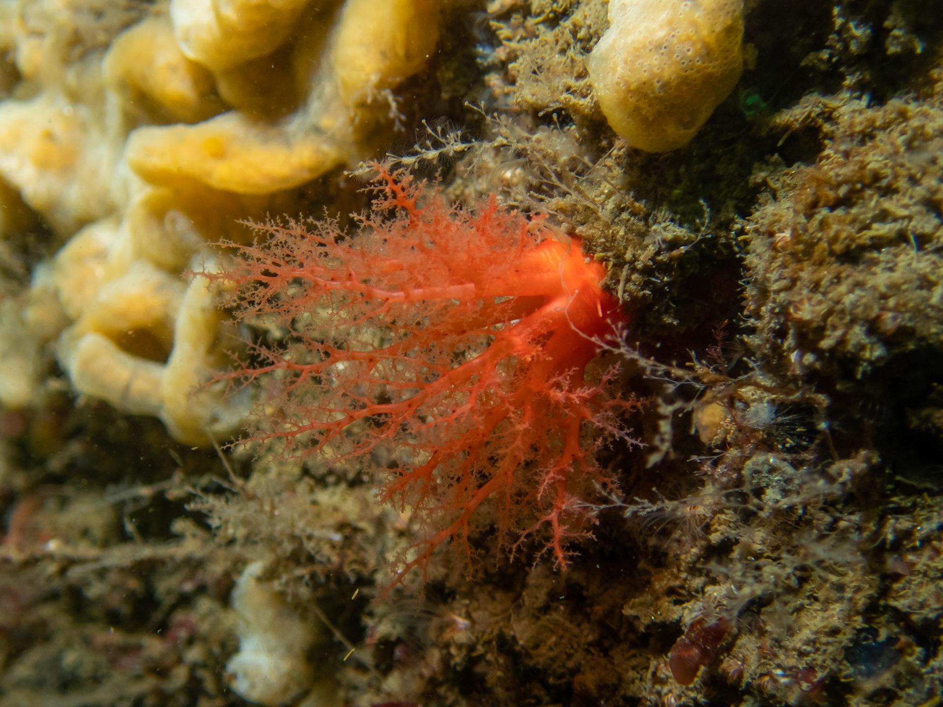 Scarlet Psolus