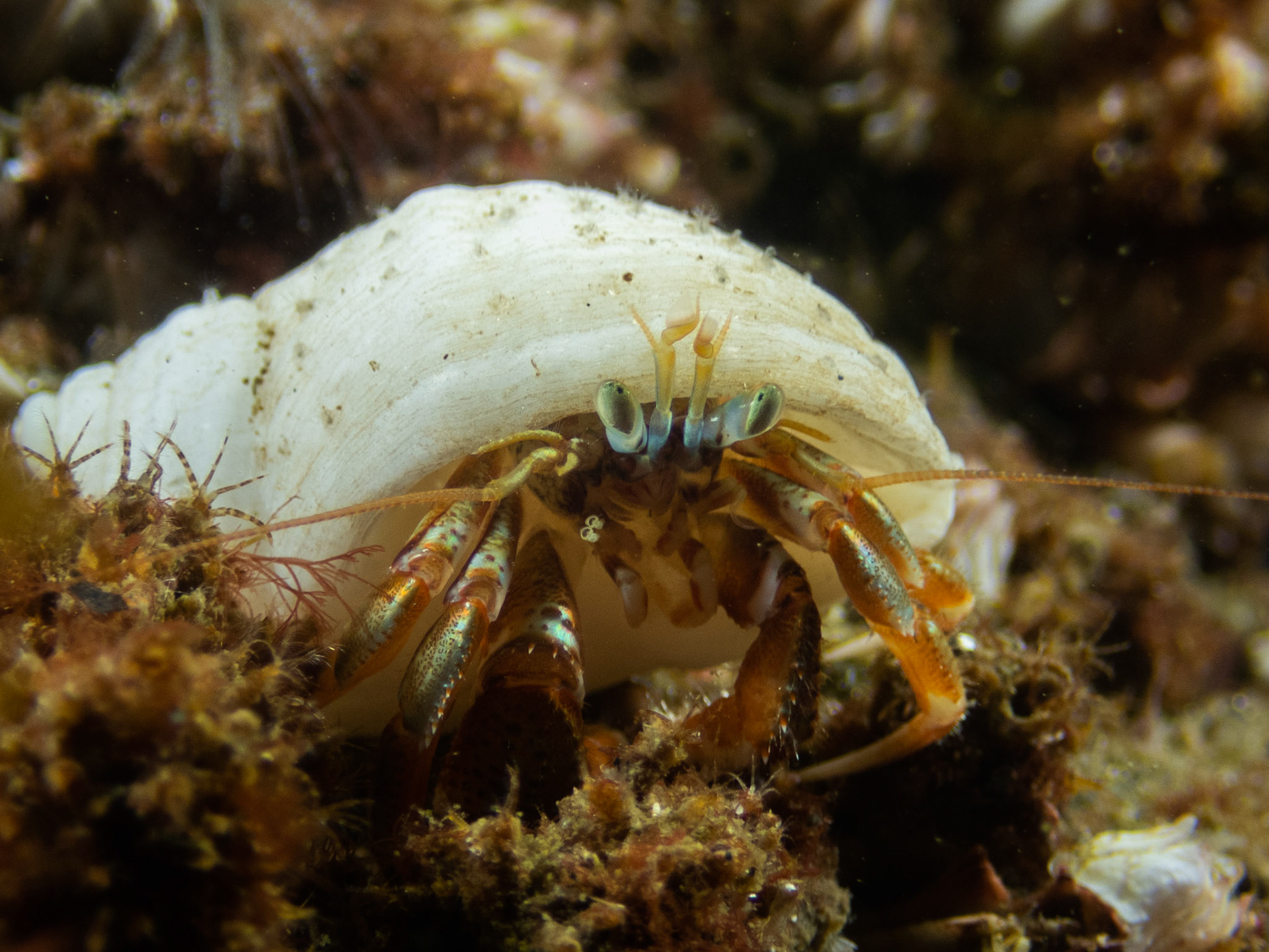 Acadian hermit crab
