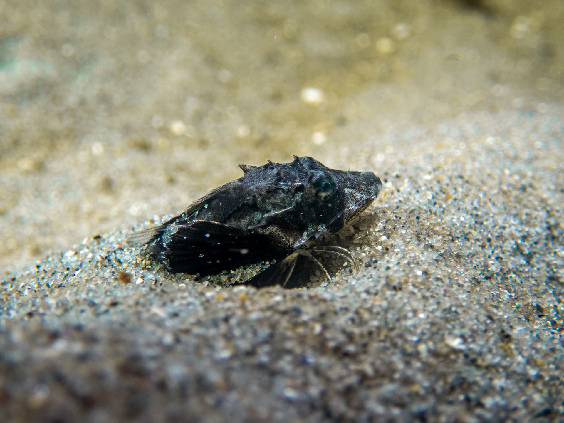 Tiny sea robin