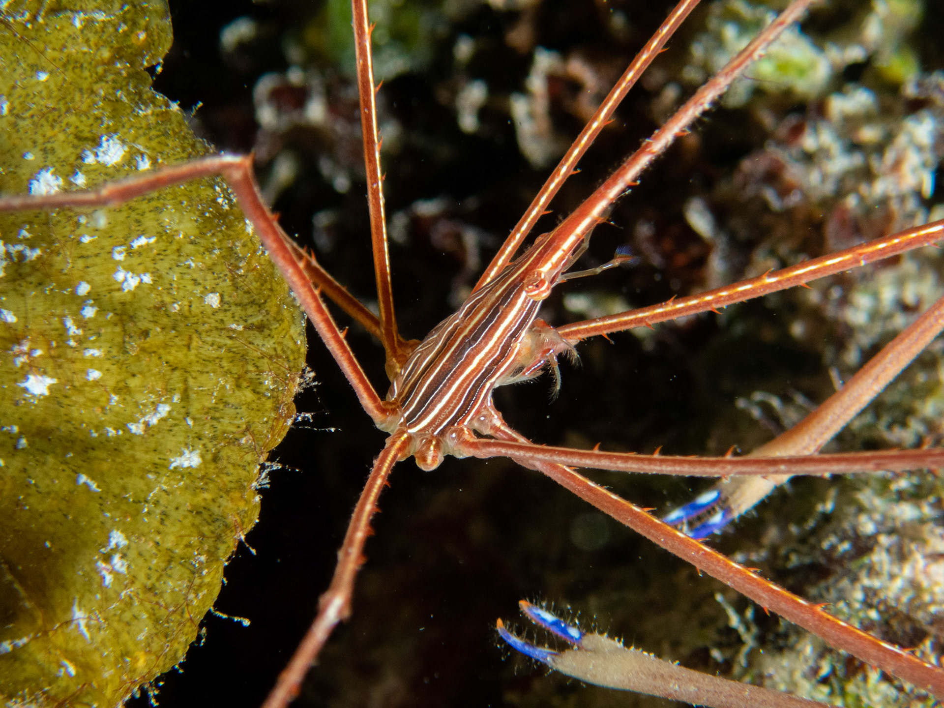 Arrow Crab