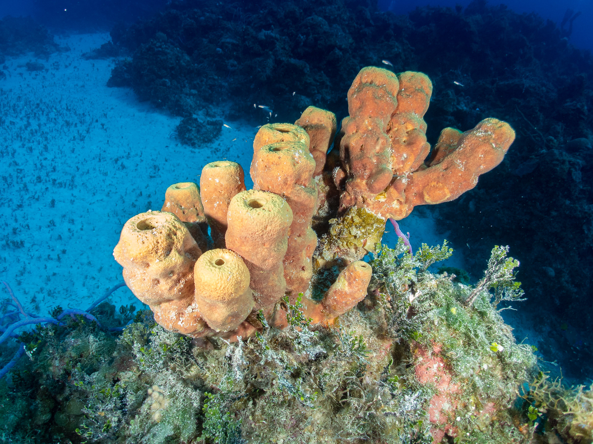Sponge in wide angle