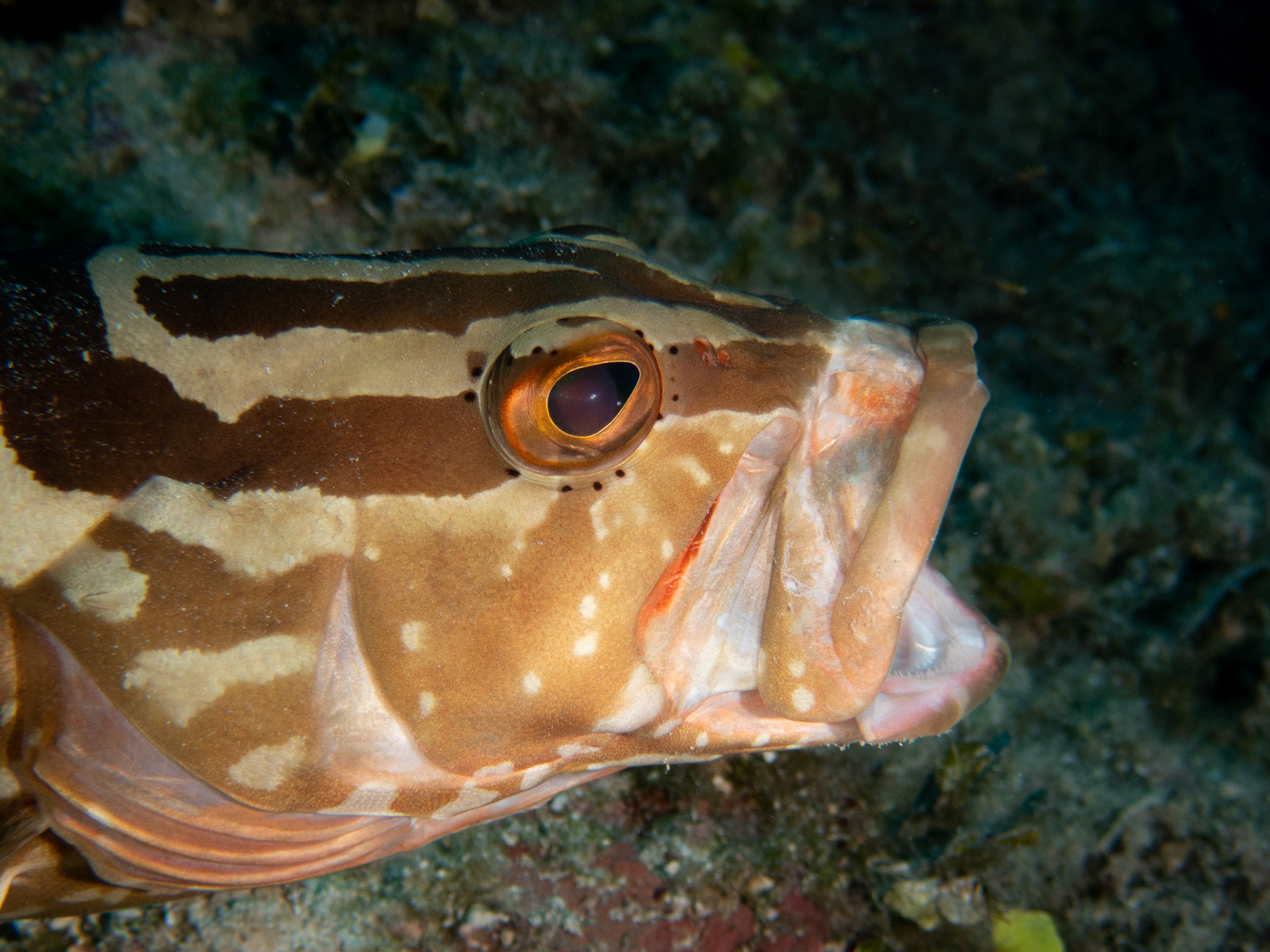 Nassau Grouper