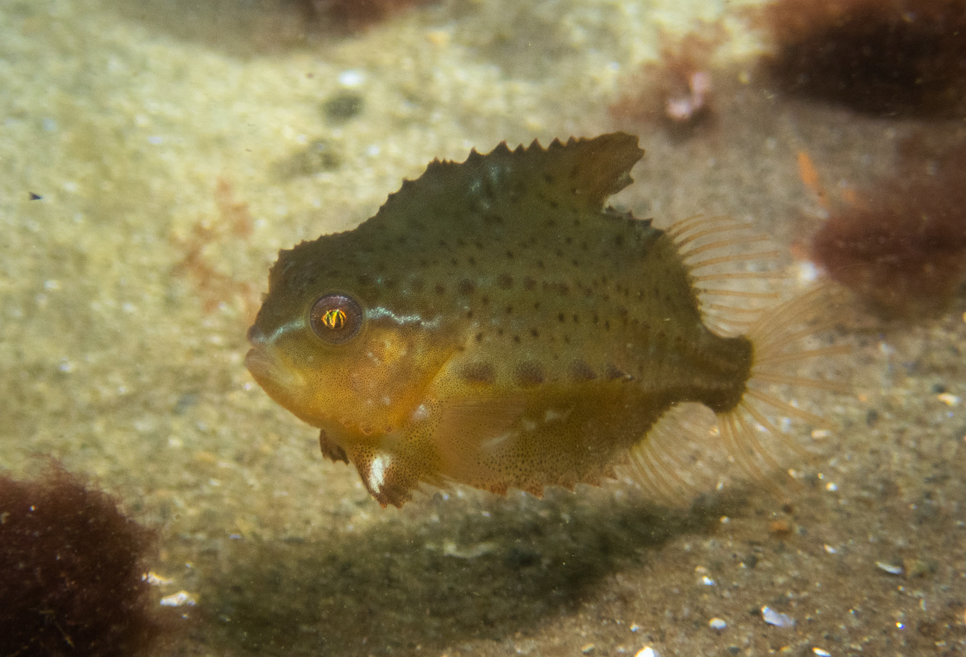 Lumpfish