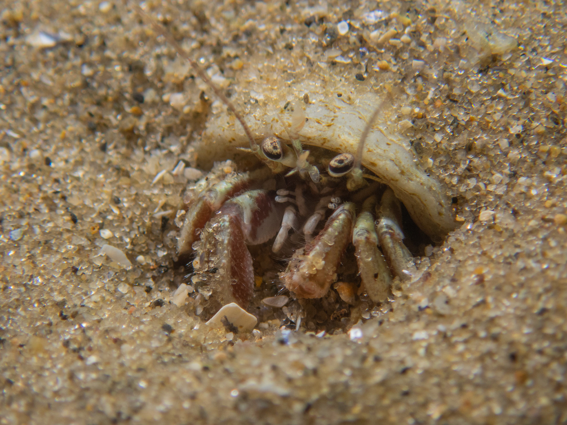 Acadian Hermit Crab in the sand